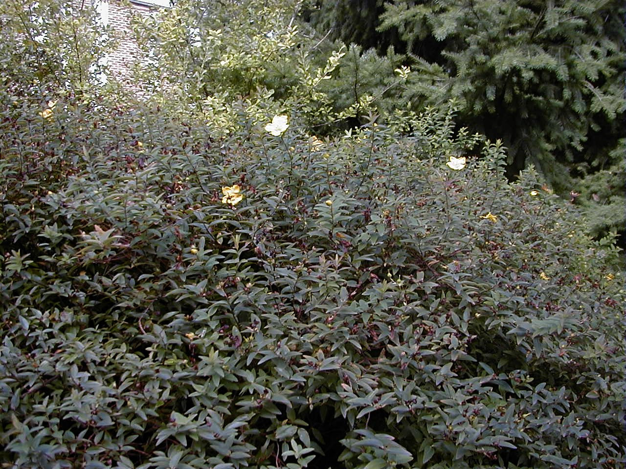 Afficher le média hypericum_calycinum_hidcote1md hypericum_calycinum_hidcote1md