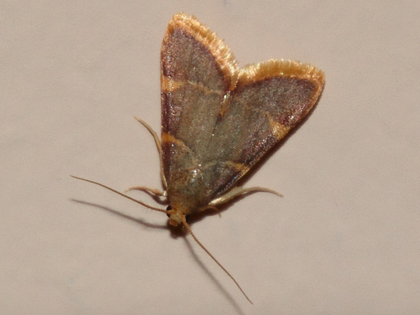 hypsopygia_costalis2md