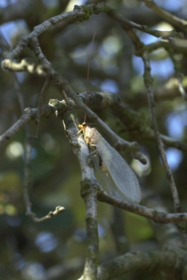 italochrysa_litalica2md
