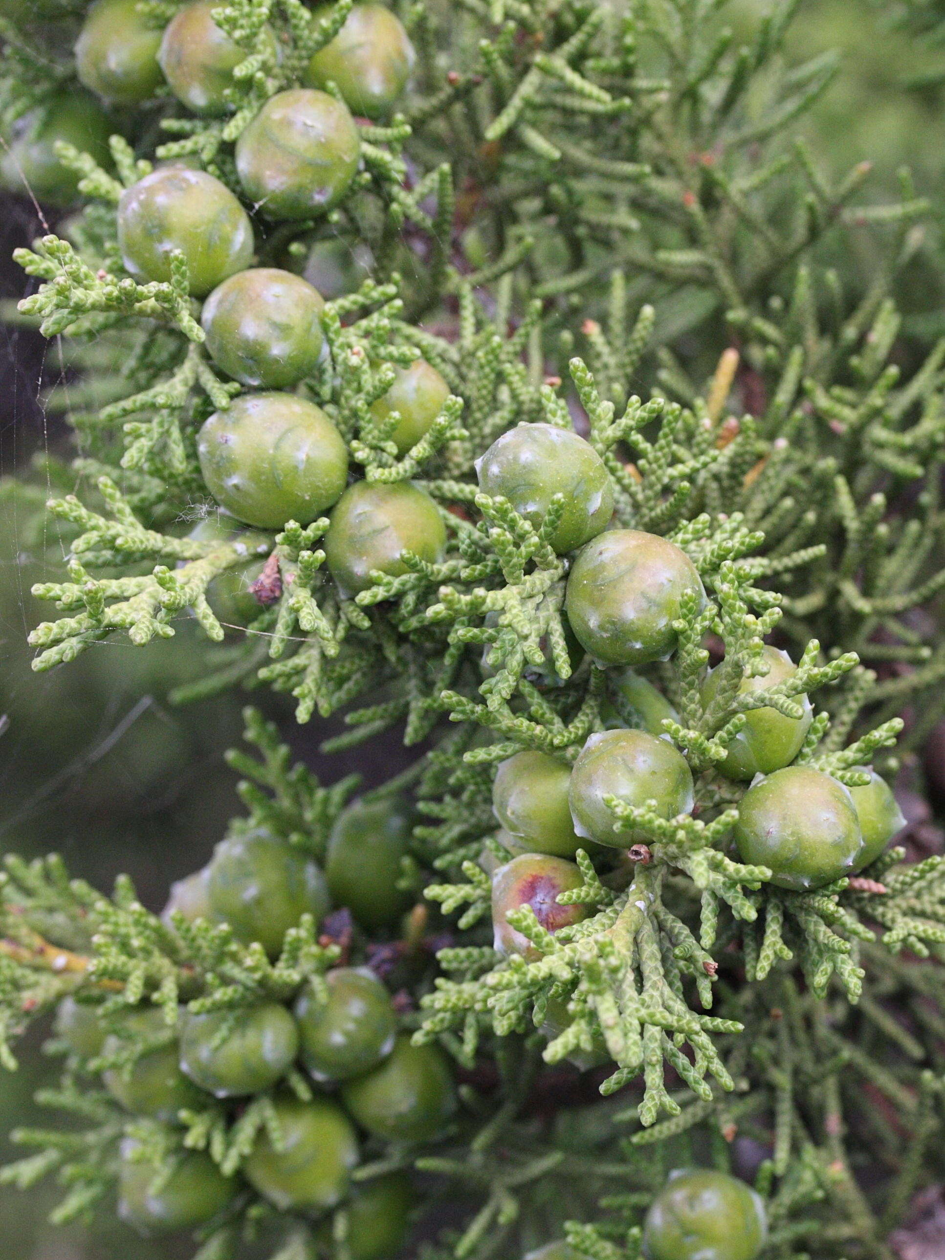 juniperus_phoenicea2md