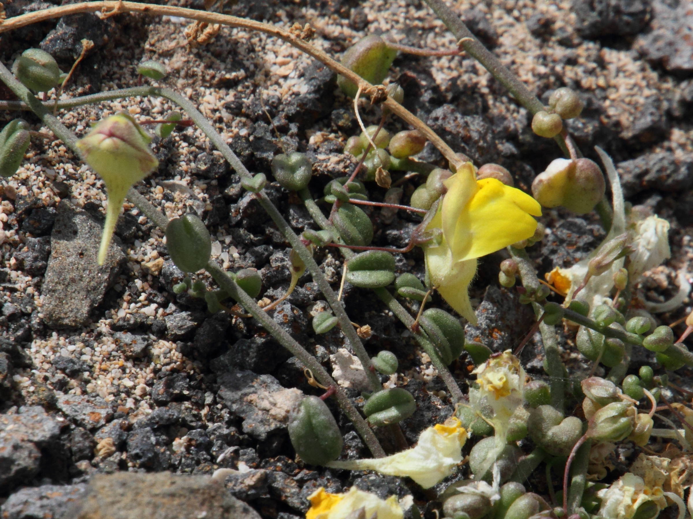 Afficher le média kickxia_sagittata3md kickxia_sagittata3md