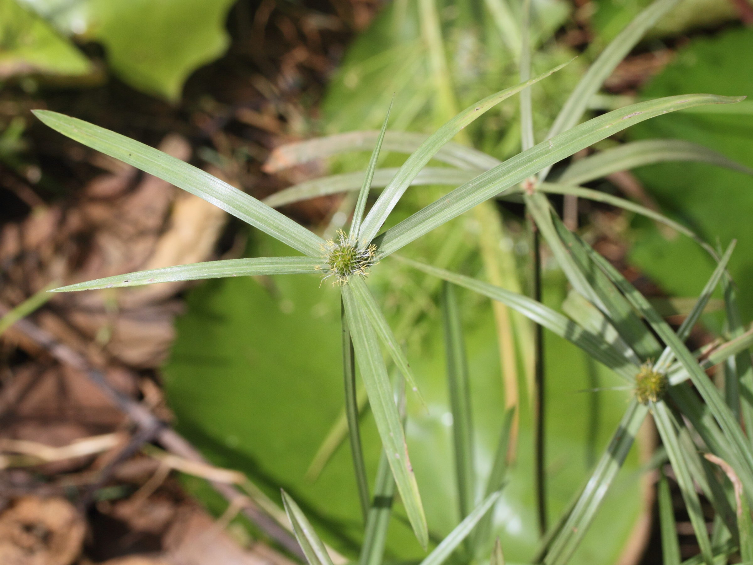 kyllinga_polyphylla1md