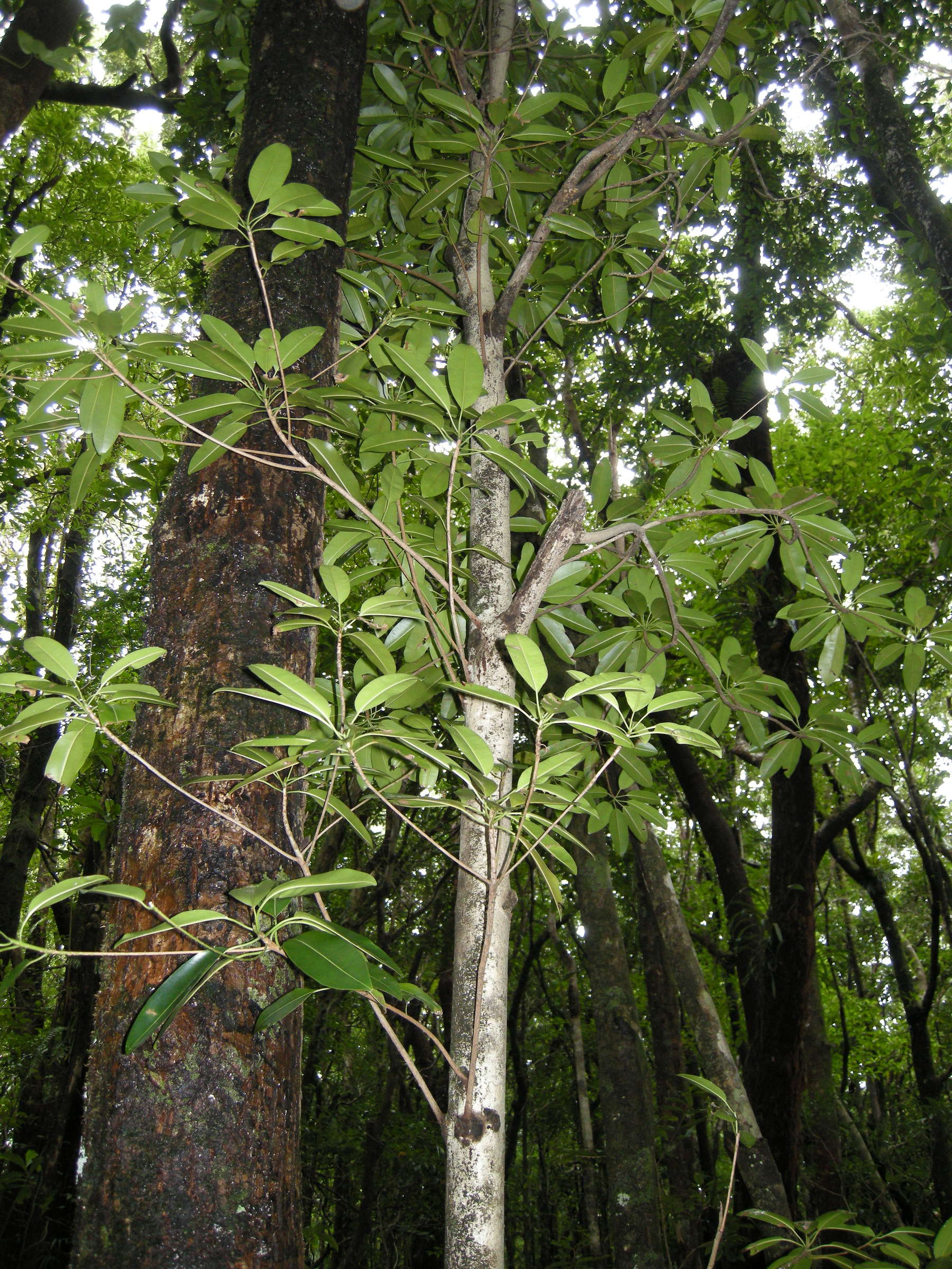 labourdonnaisia_calophylloides1md