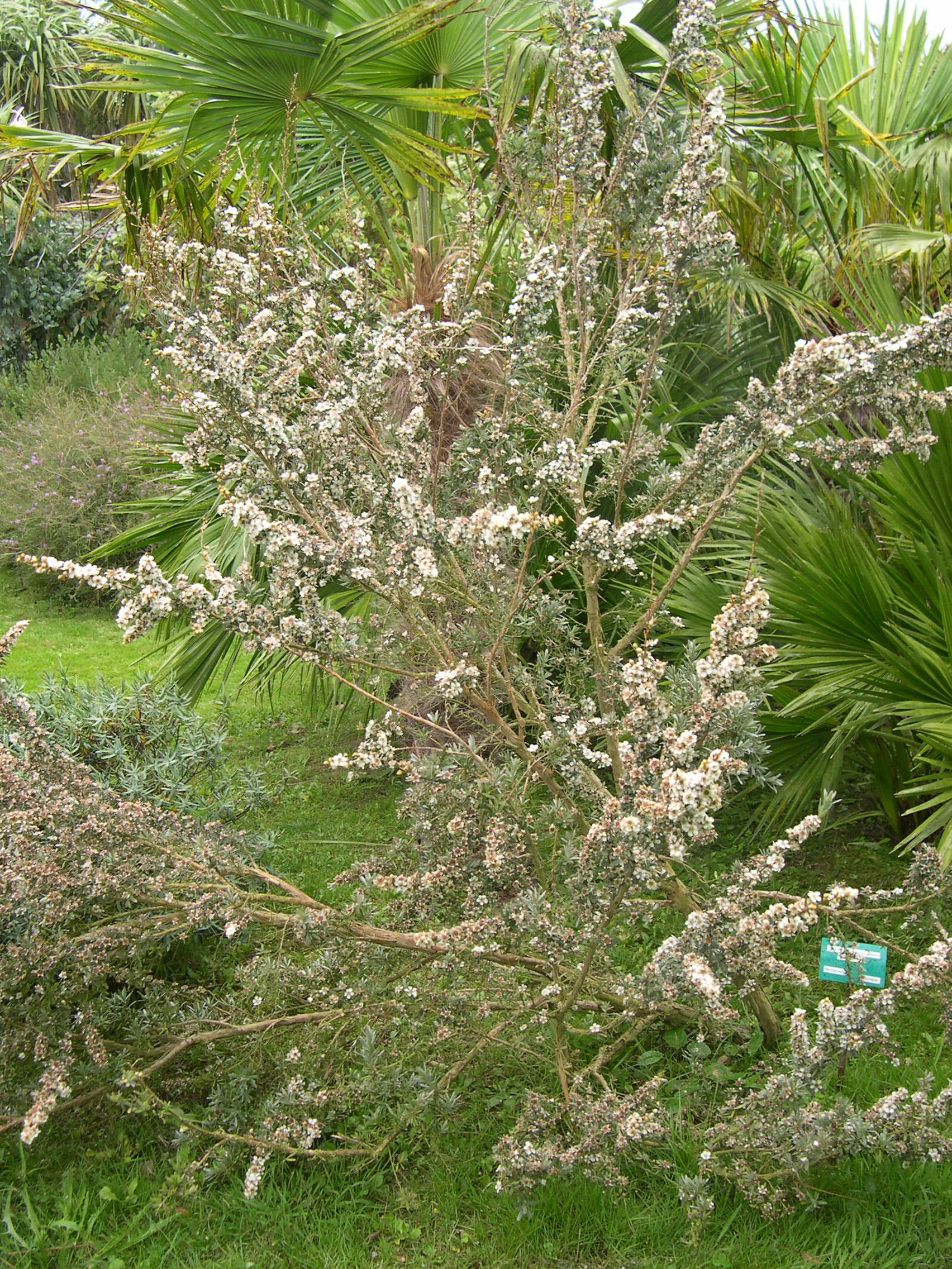 Afficher le média leptospermum_lanigerum1md leptospermum_lanigerum1md