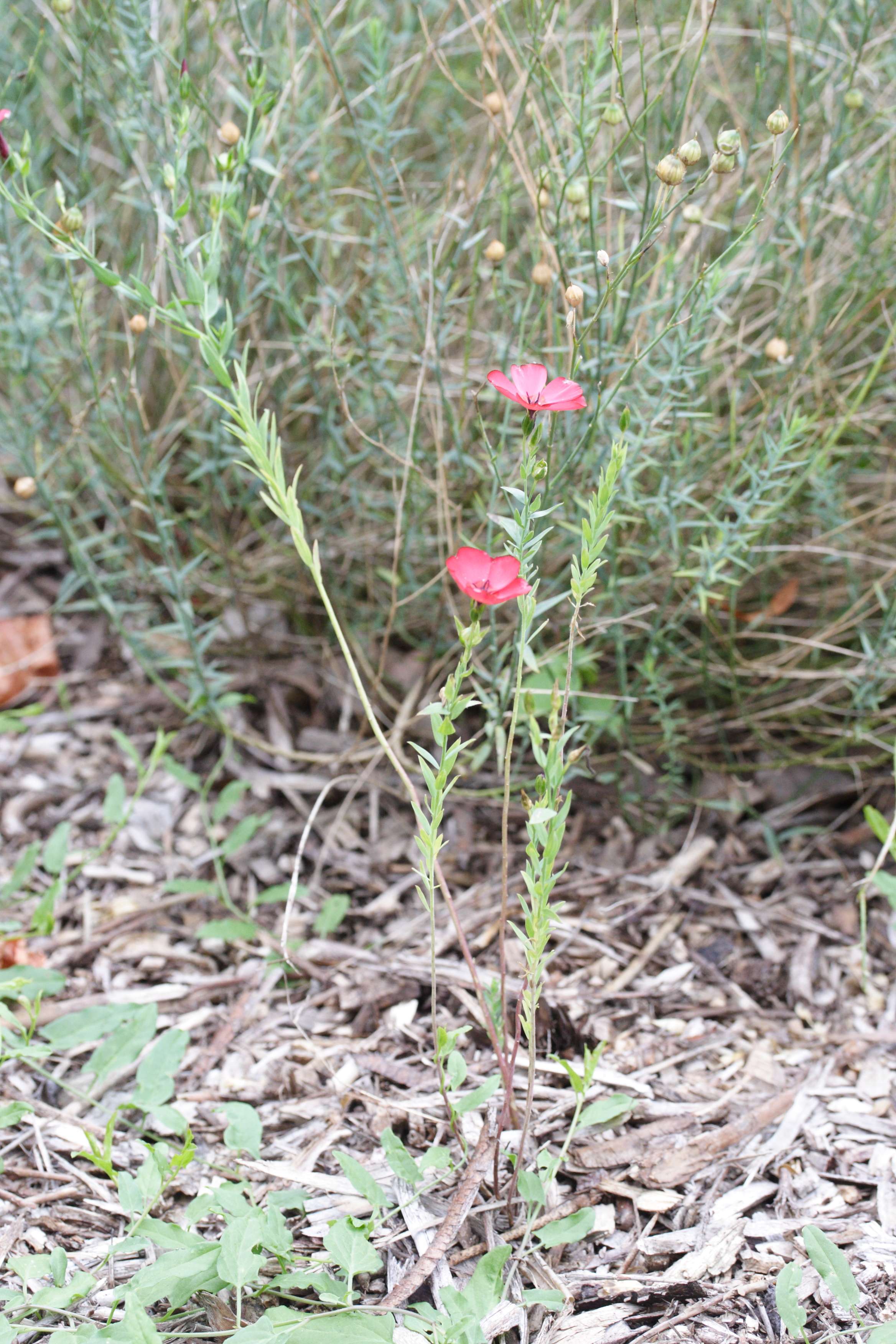 Afficher le média linum_grandiflorum1md linum_grandiflorum1md