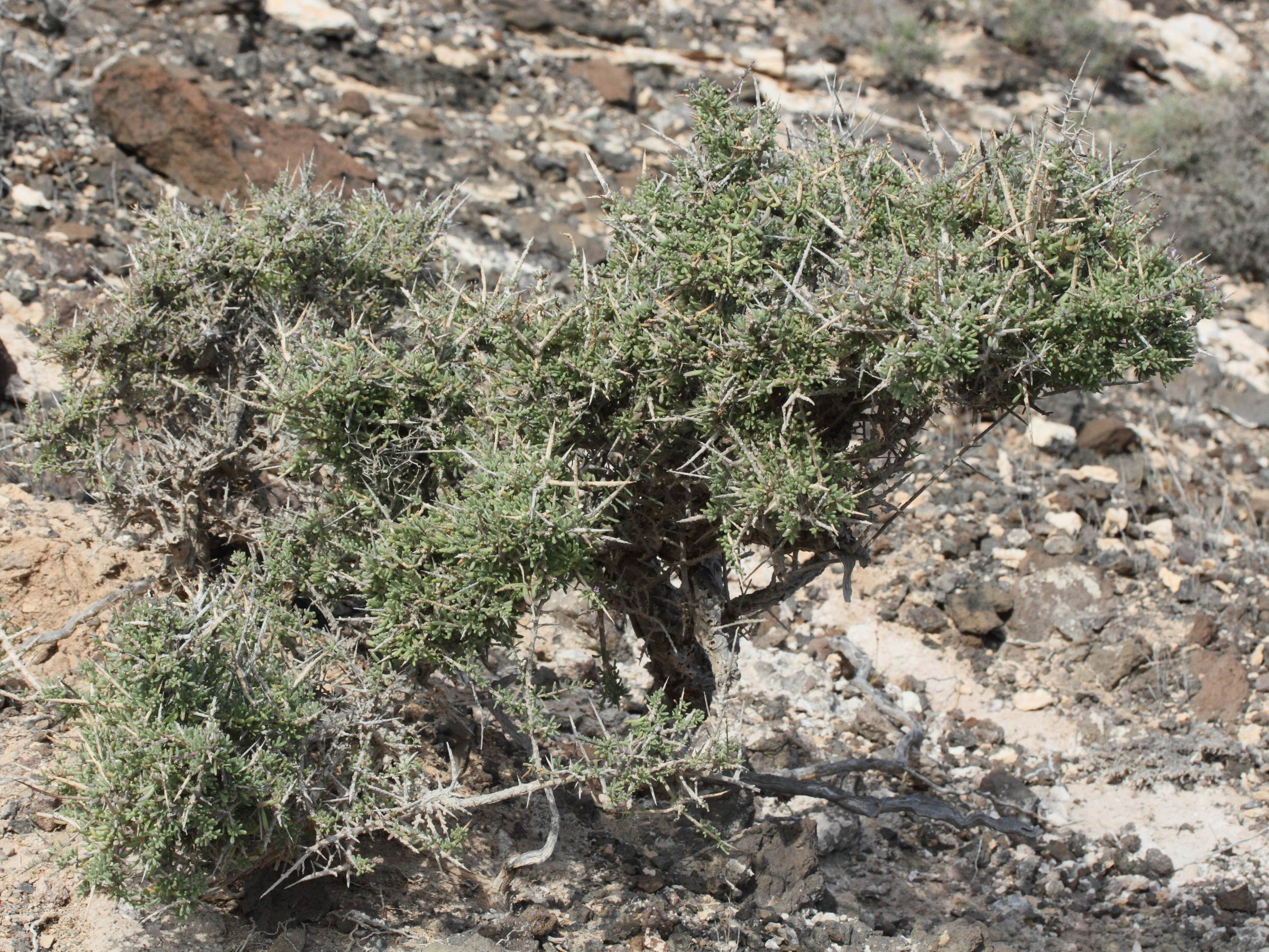 lycium_intricatum1md