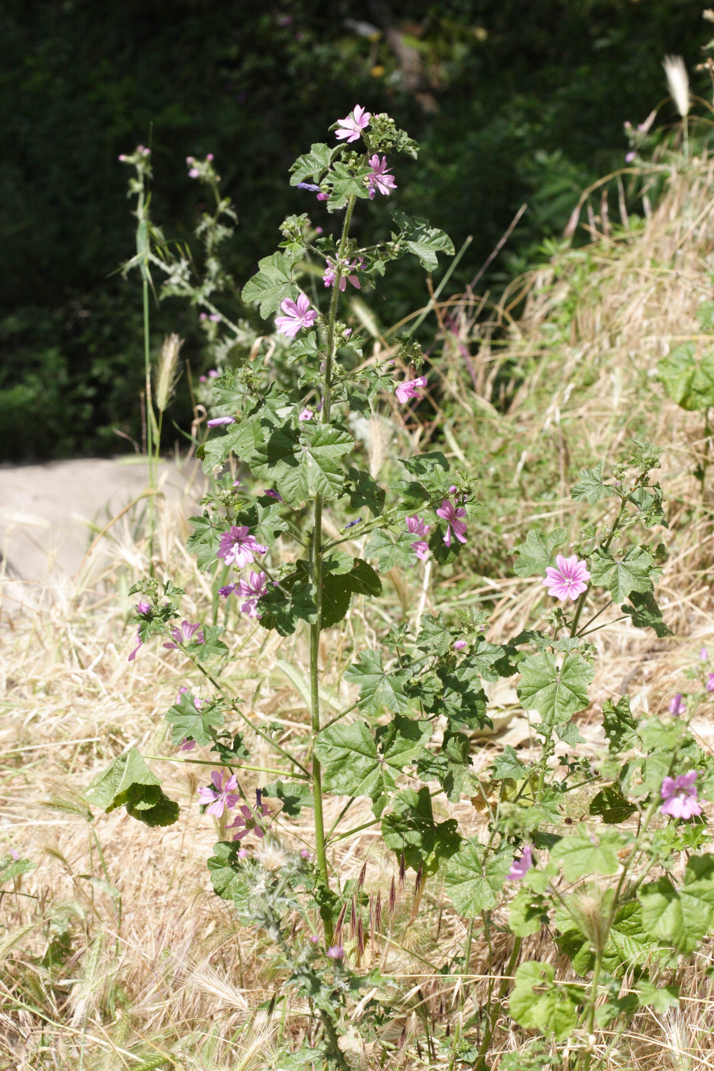 malva_sylvestris4md