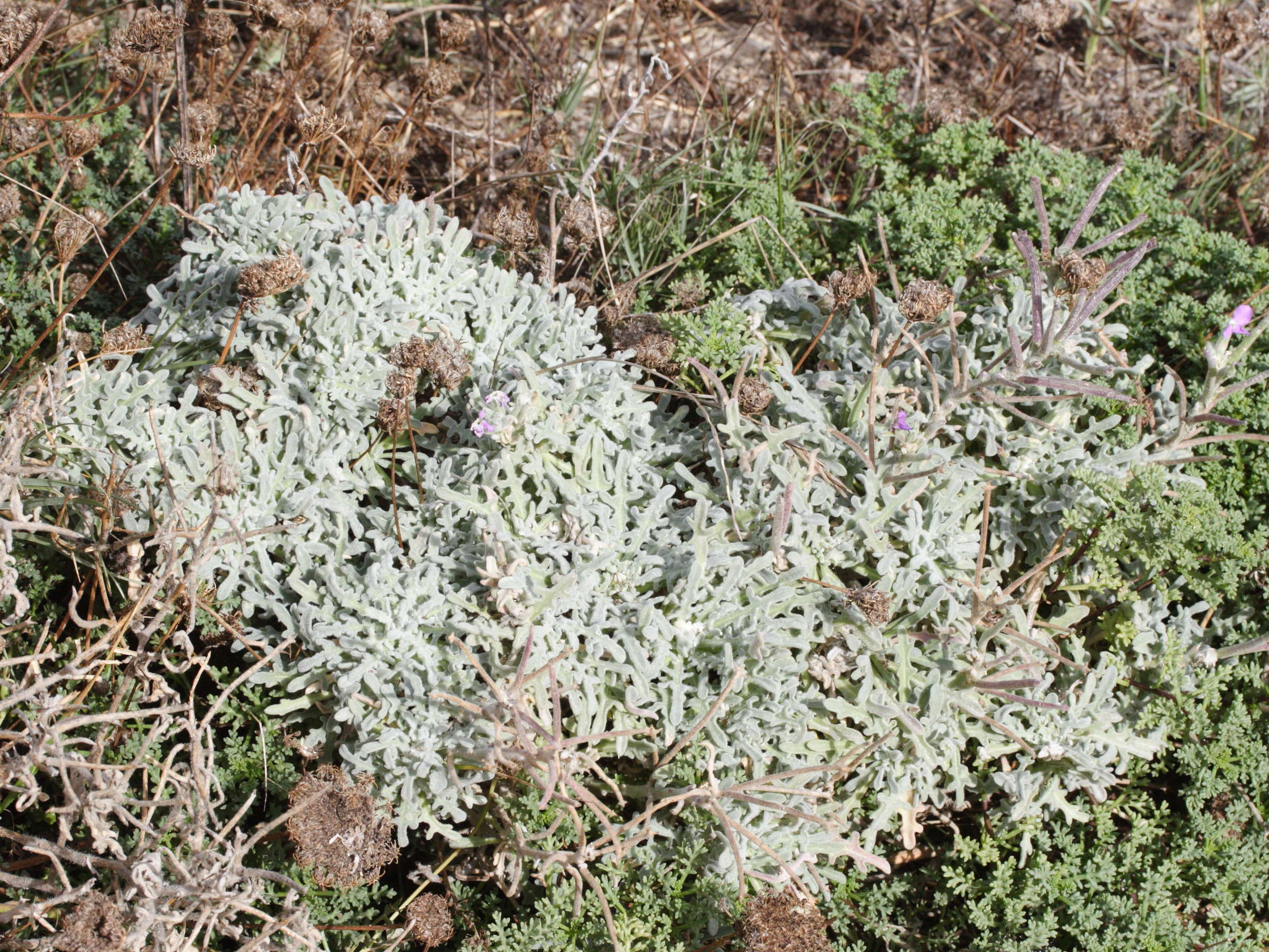 matthiola_tricuspidata1md