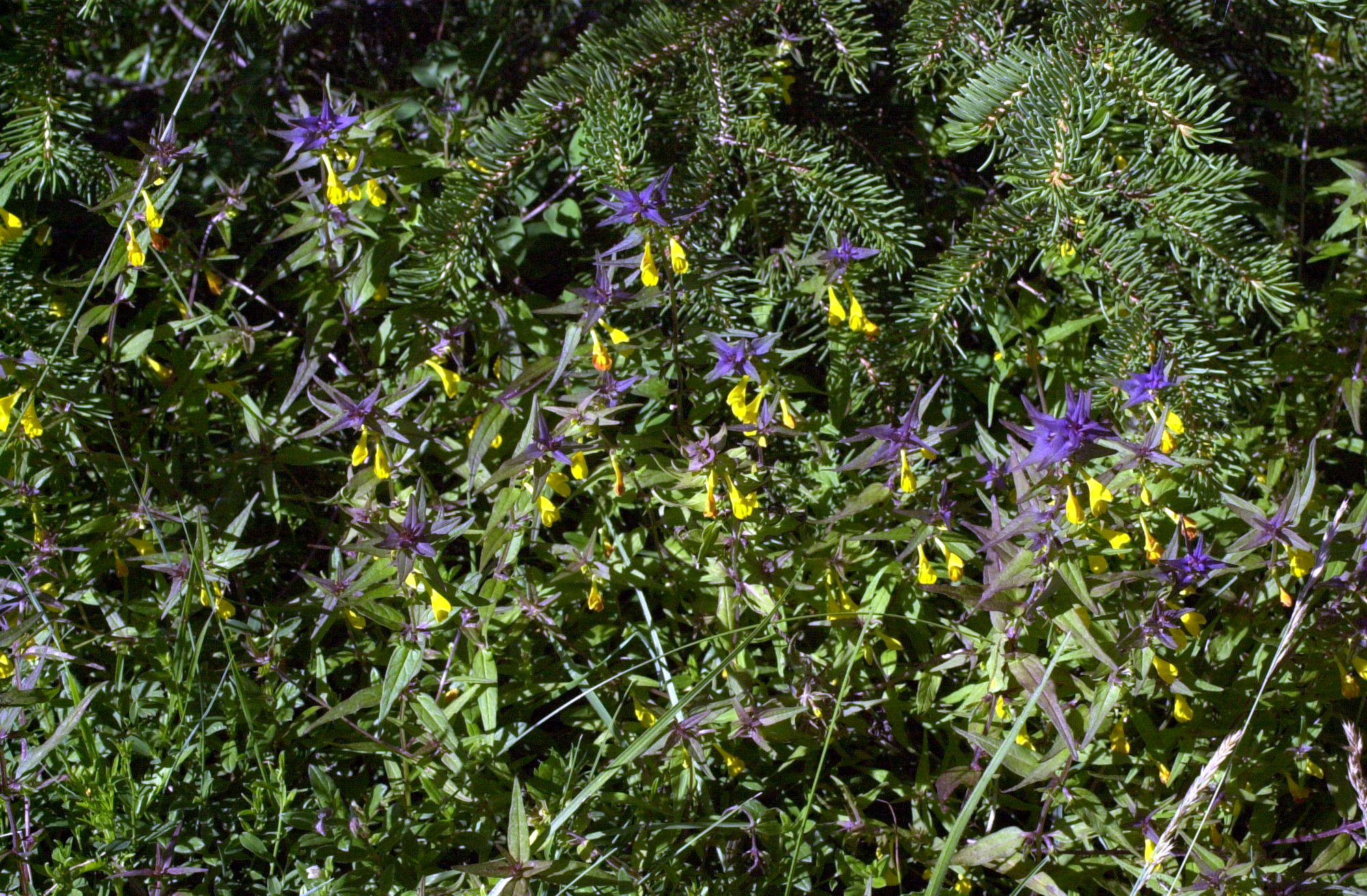melampyrum_nemorosum1md
