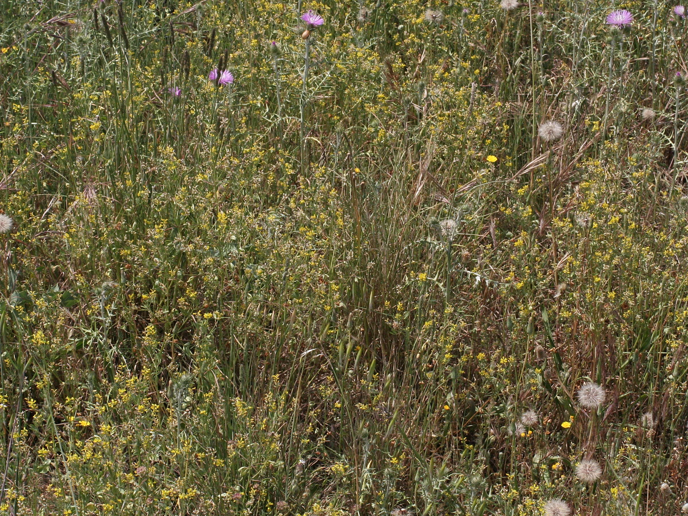 Afficher le média melilotus_neapolitanus1md melilotus_neapolitanus1md