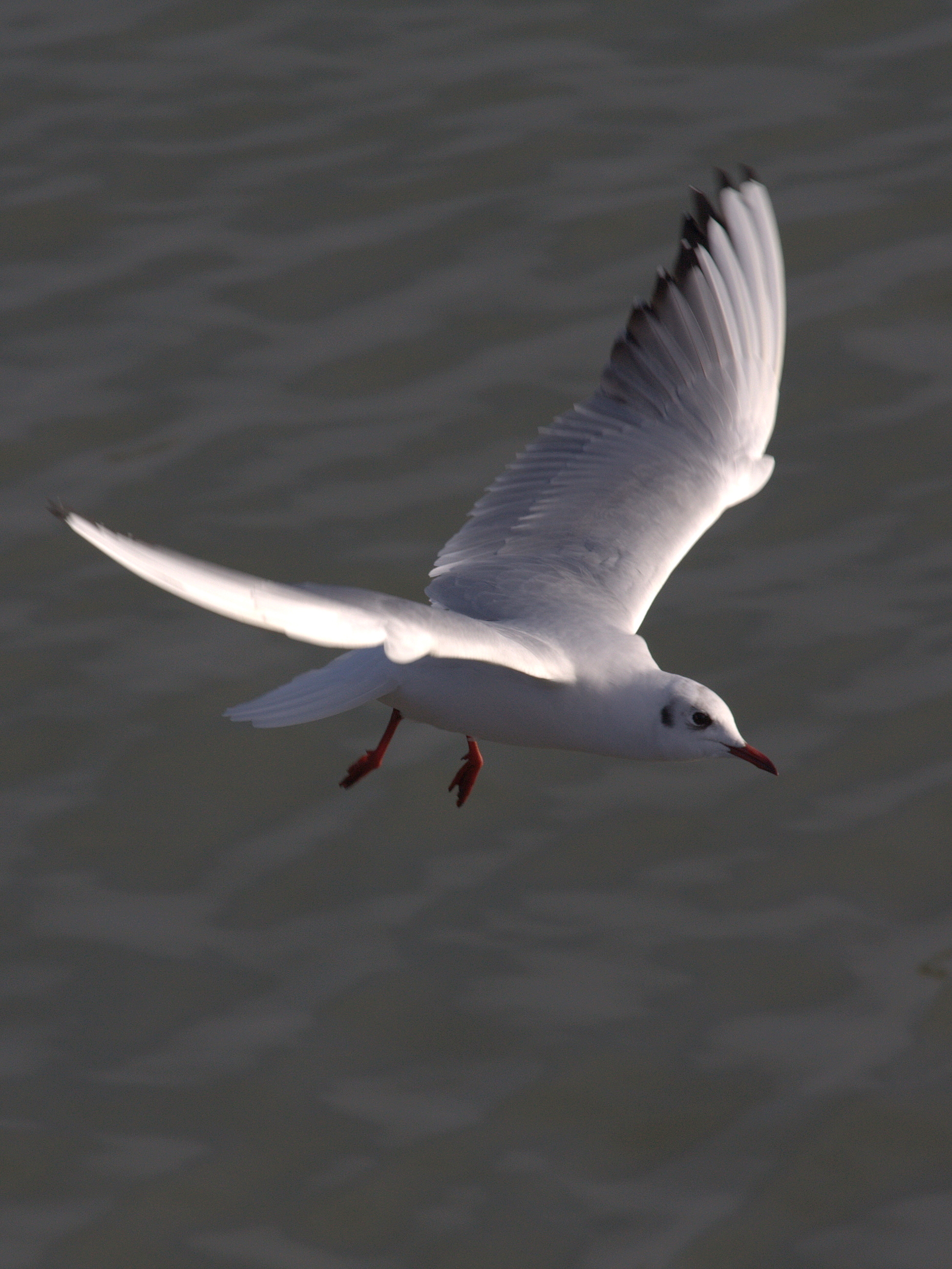 Afficher le média mouette_rieuse_-_chroicocephalus_ridibundus2bd mouette_rieuse_-_chroicocephalus_ridibundus2bd