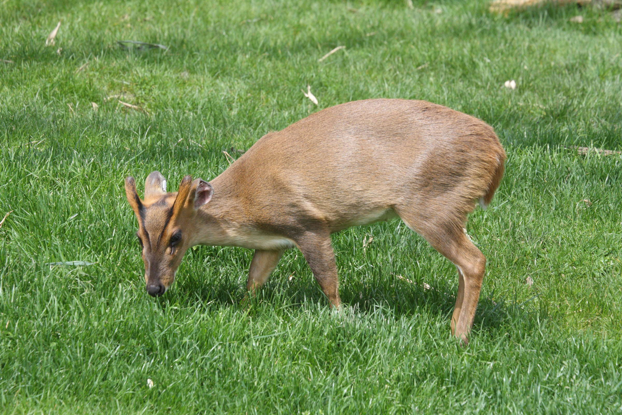 muntiacus_reevesi1md