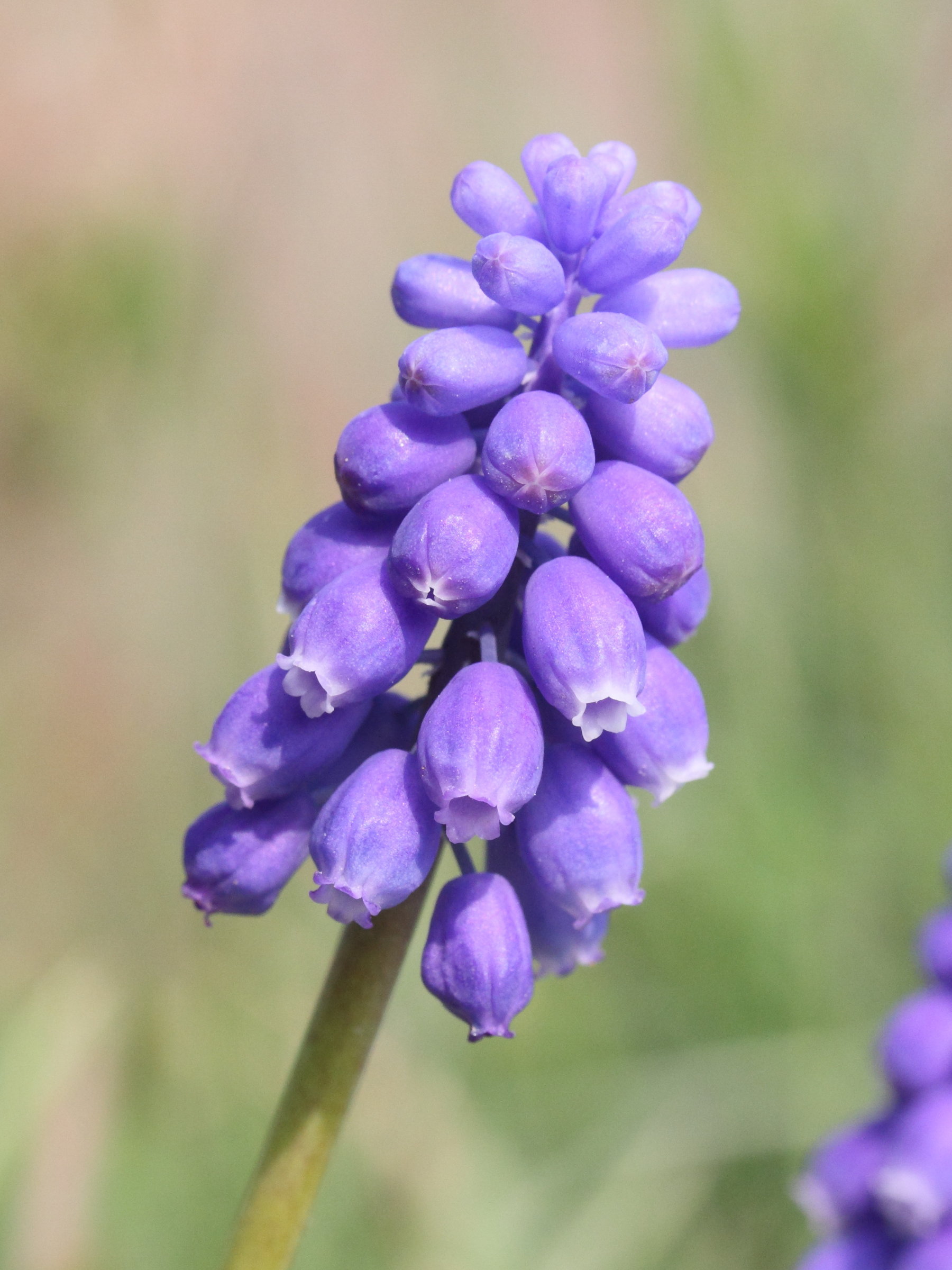 Afficher le média muscari_neglectum1cmd muscari_neglectum1cmd
