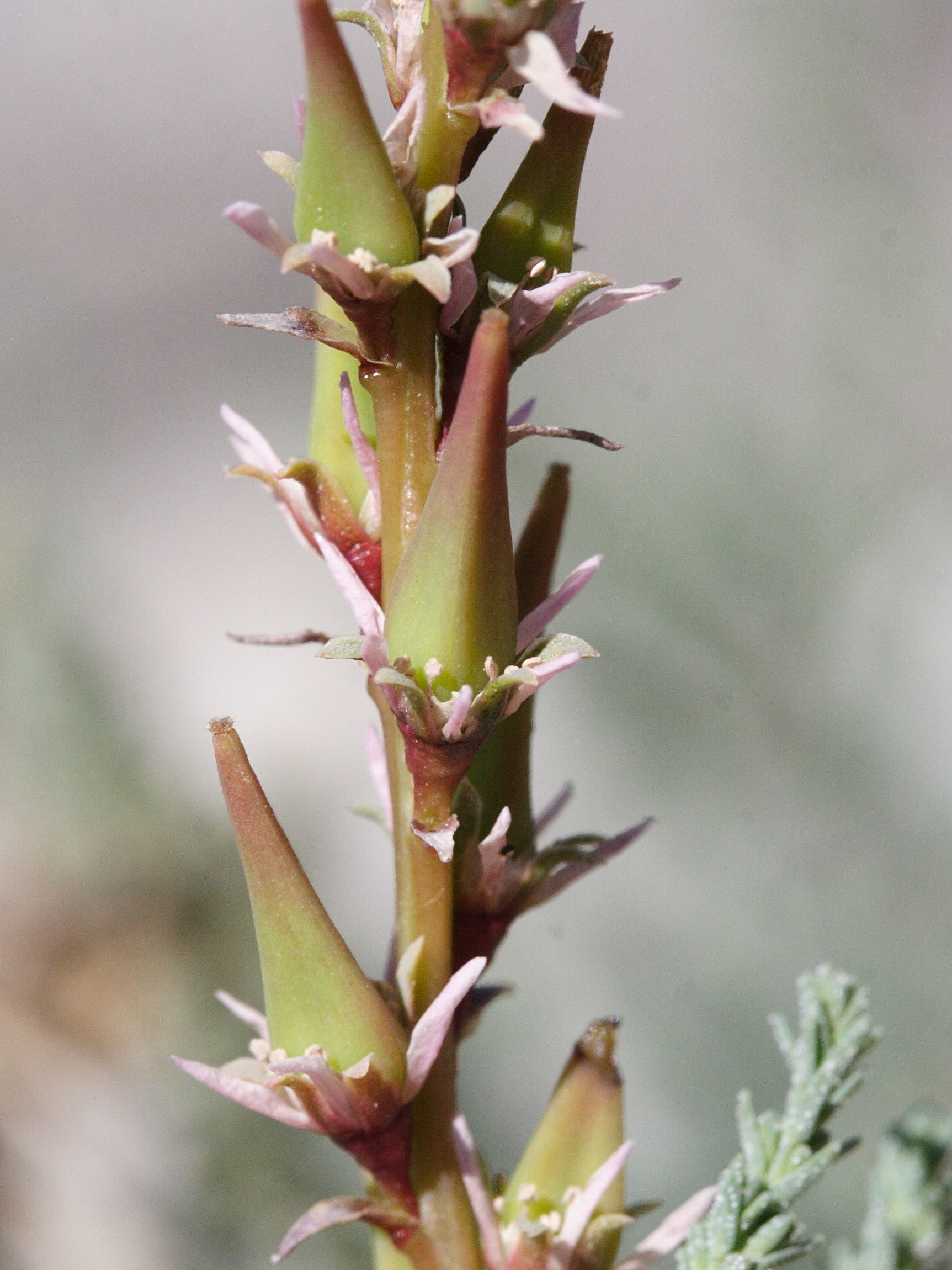 myricaria_germanica3md