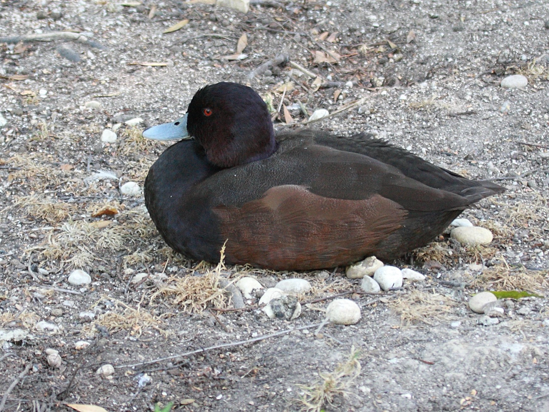 Netta_erythrophthalma