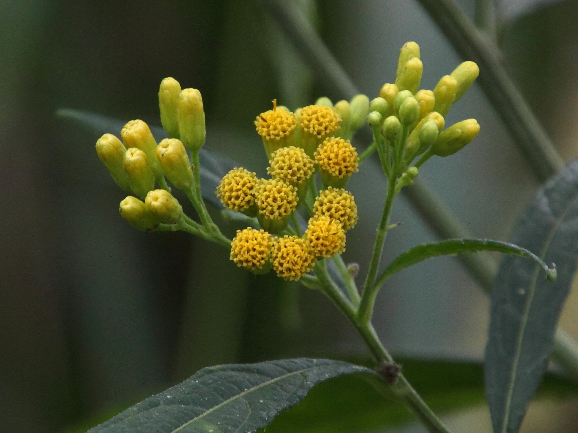 Afficher le média Neurlaena_lobata Neurlaena_lobata