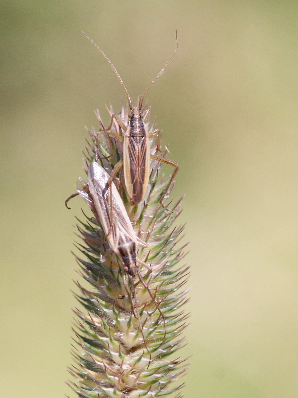 notostira_elongata3md