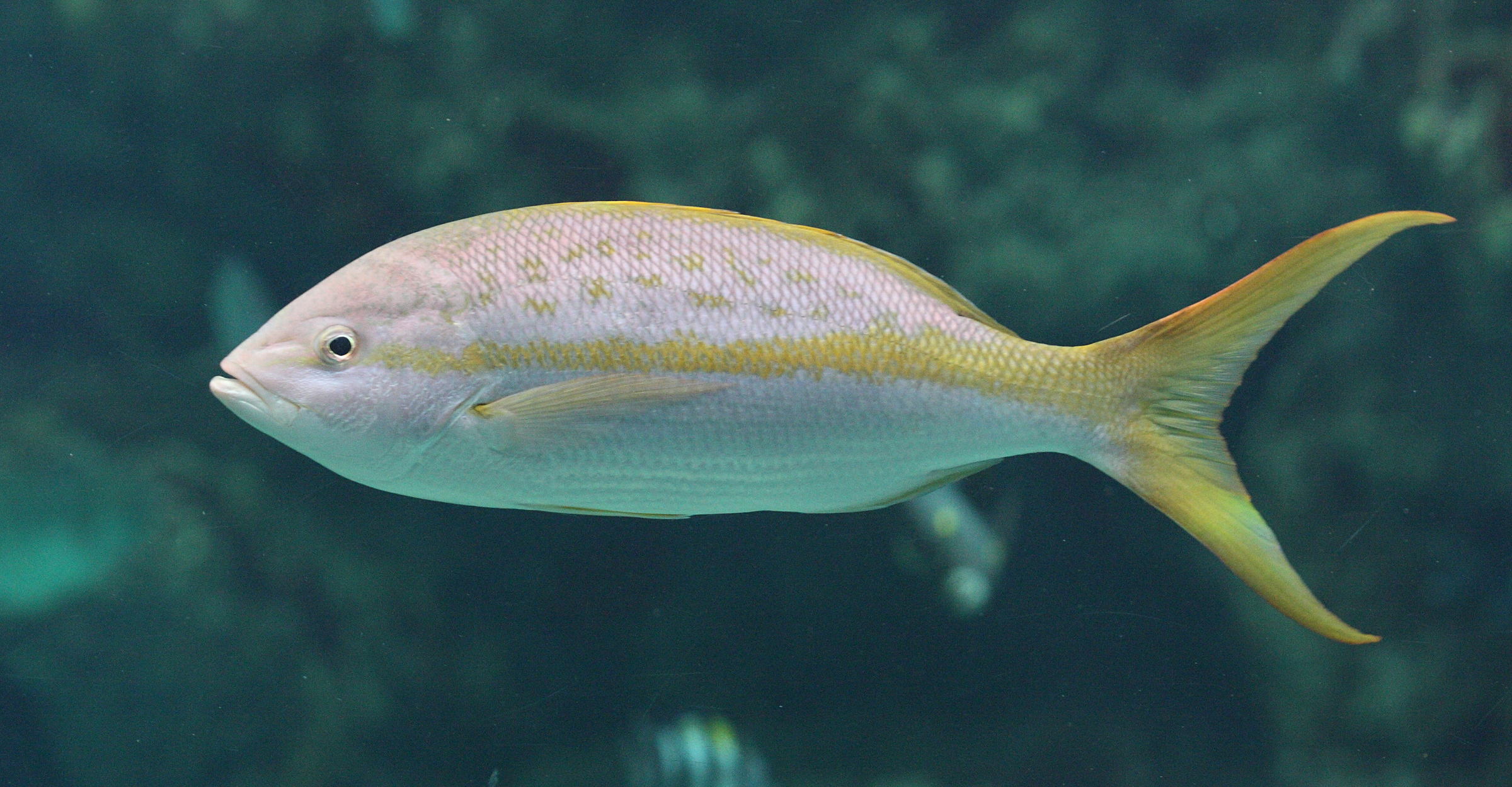 ocyurus_chrysurus1bd