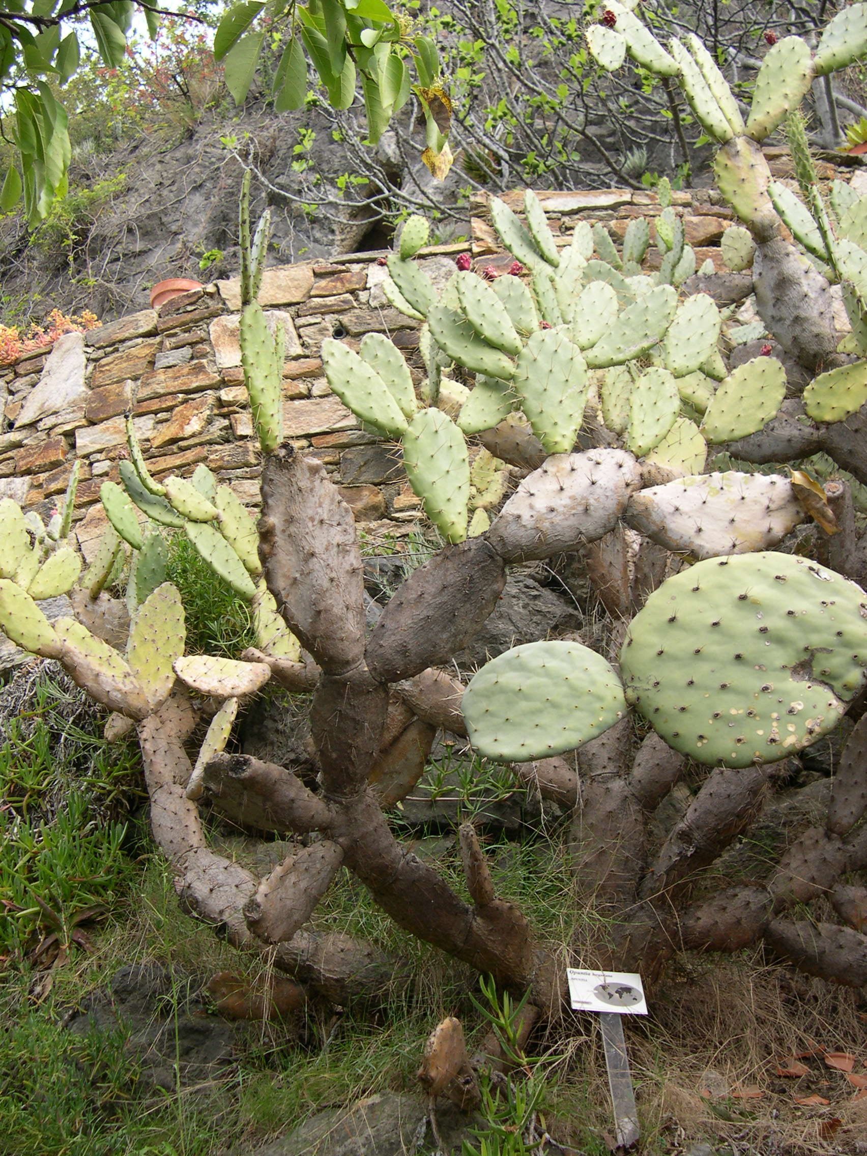 Opuntia_elatior
