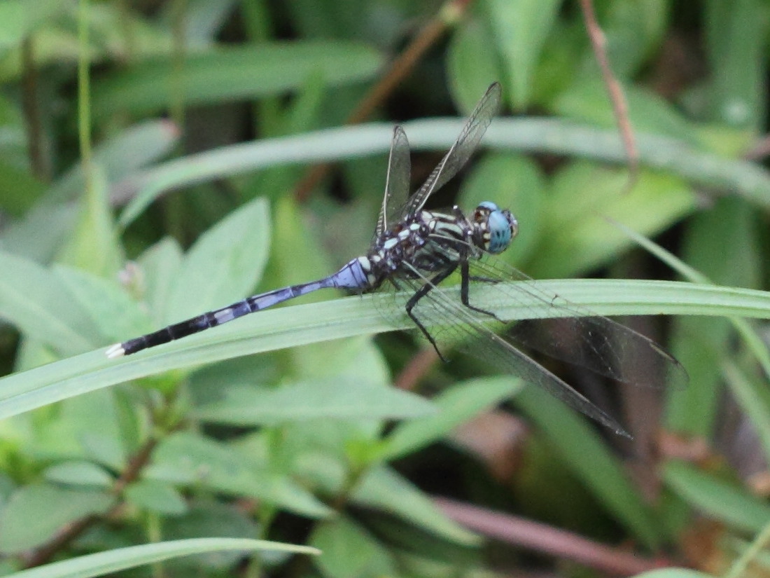 orthetrum_brachiale5bd