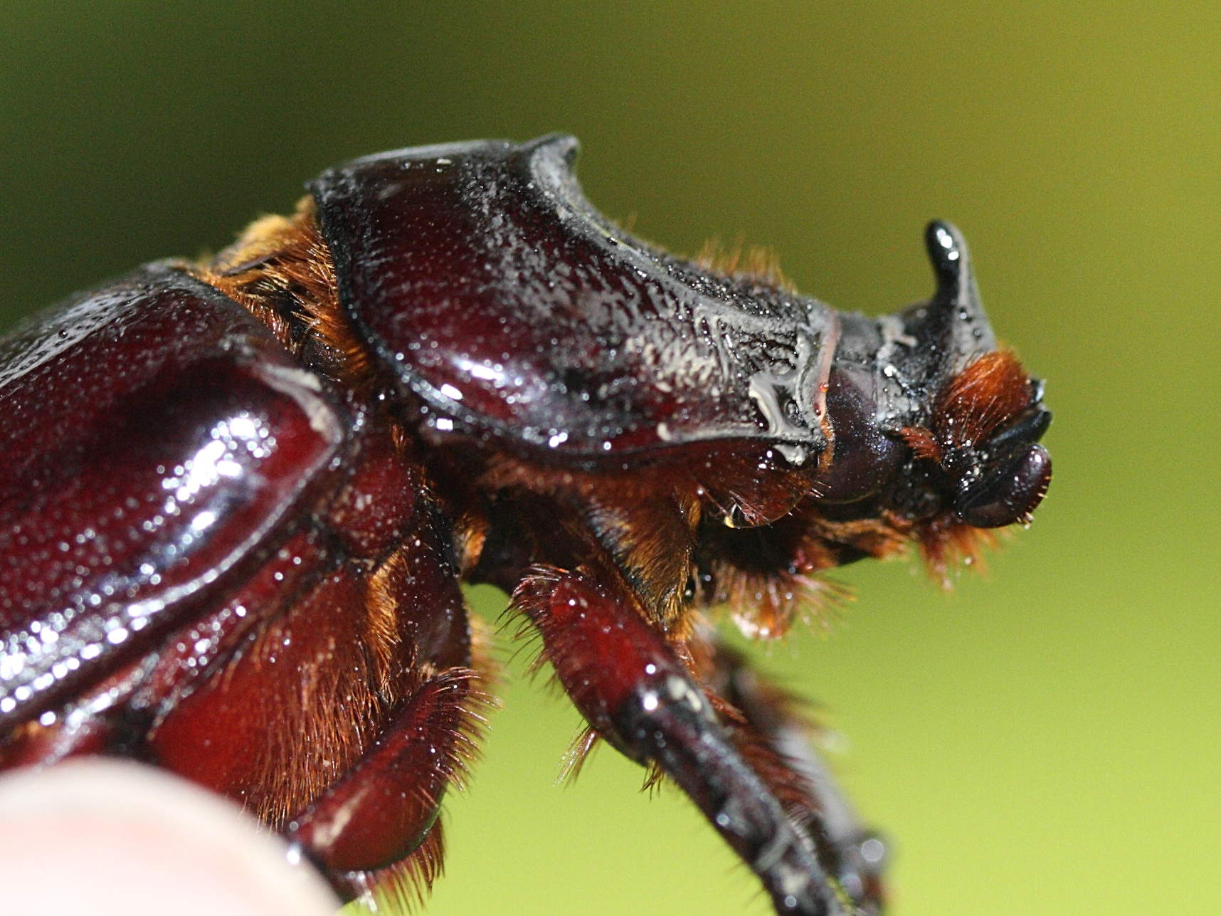 oryctes_rhinoceros4md