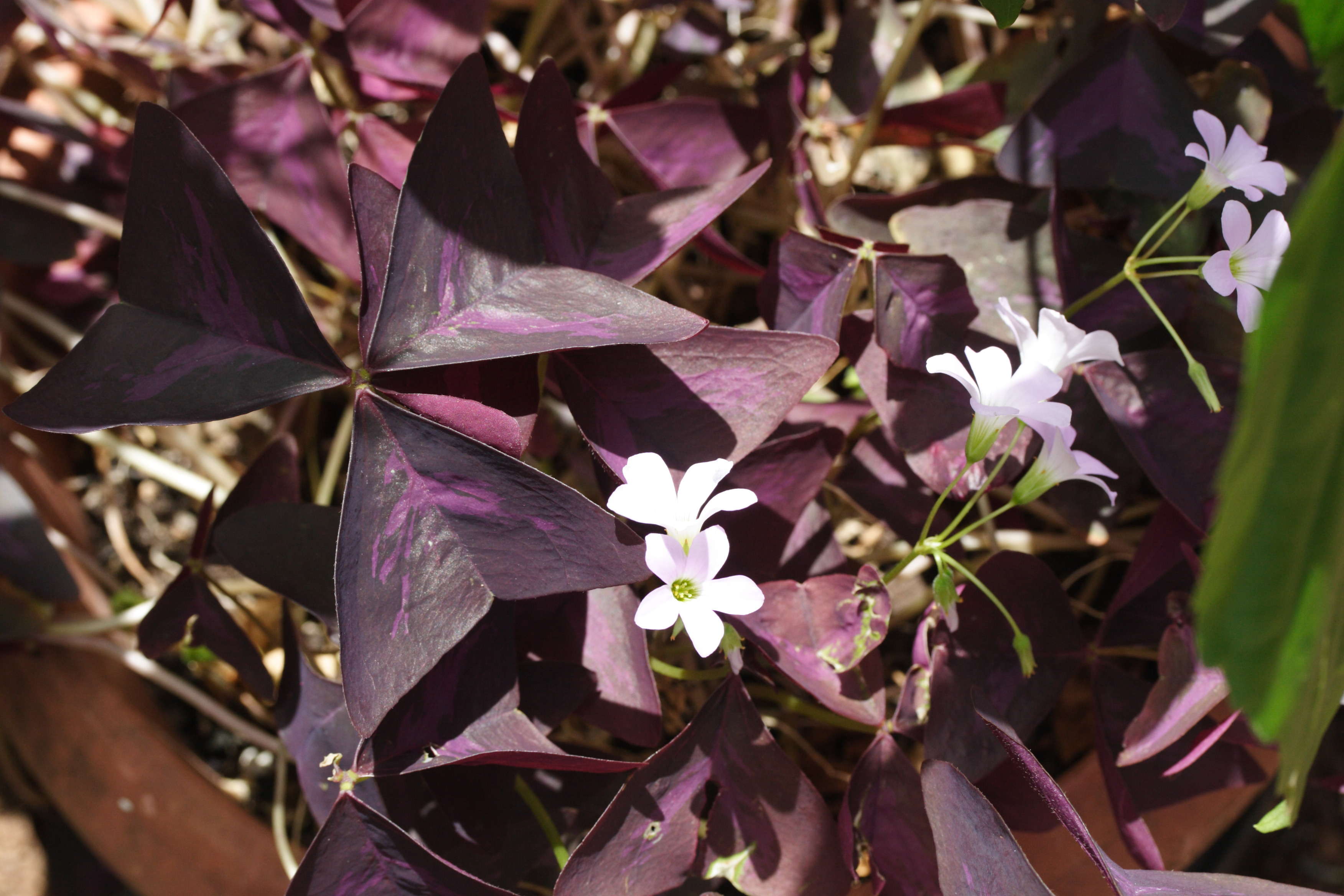 Afficher le média oxalis_triangularis1md oxalis_triangularis1md