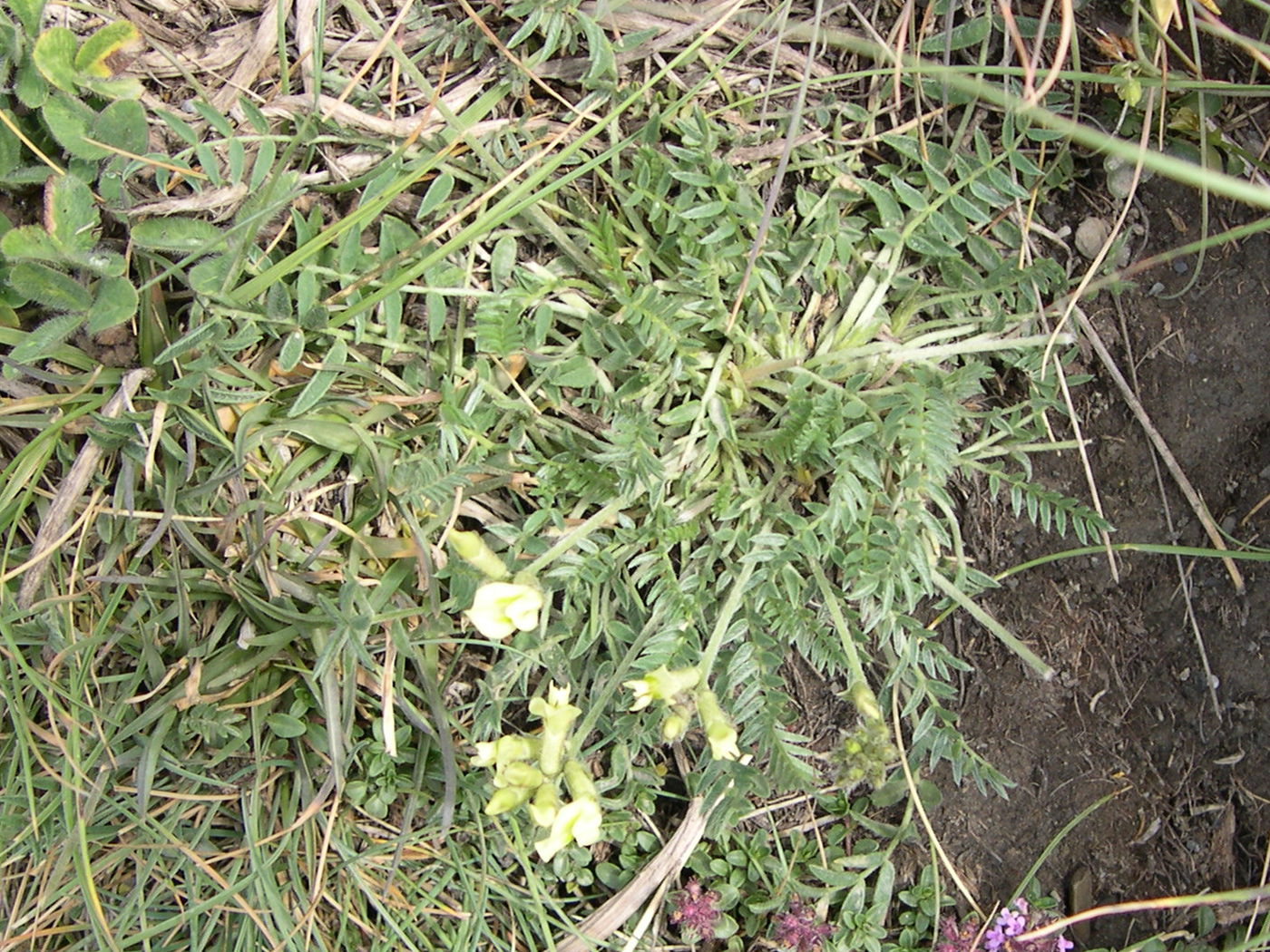 oxytropis_campestris1bmd