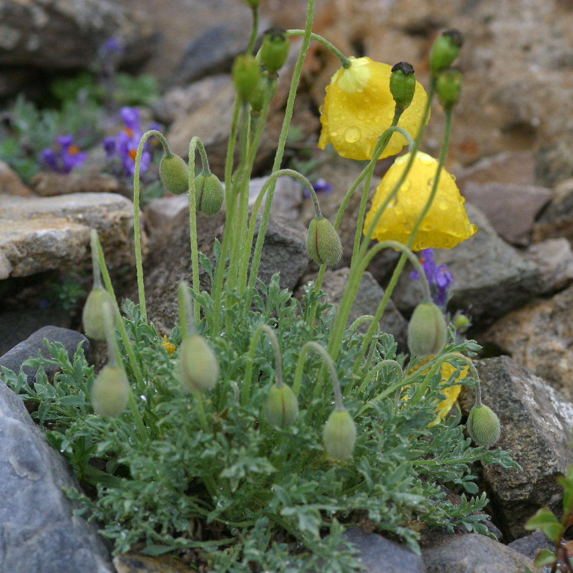 papaver_rhaeticum1md