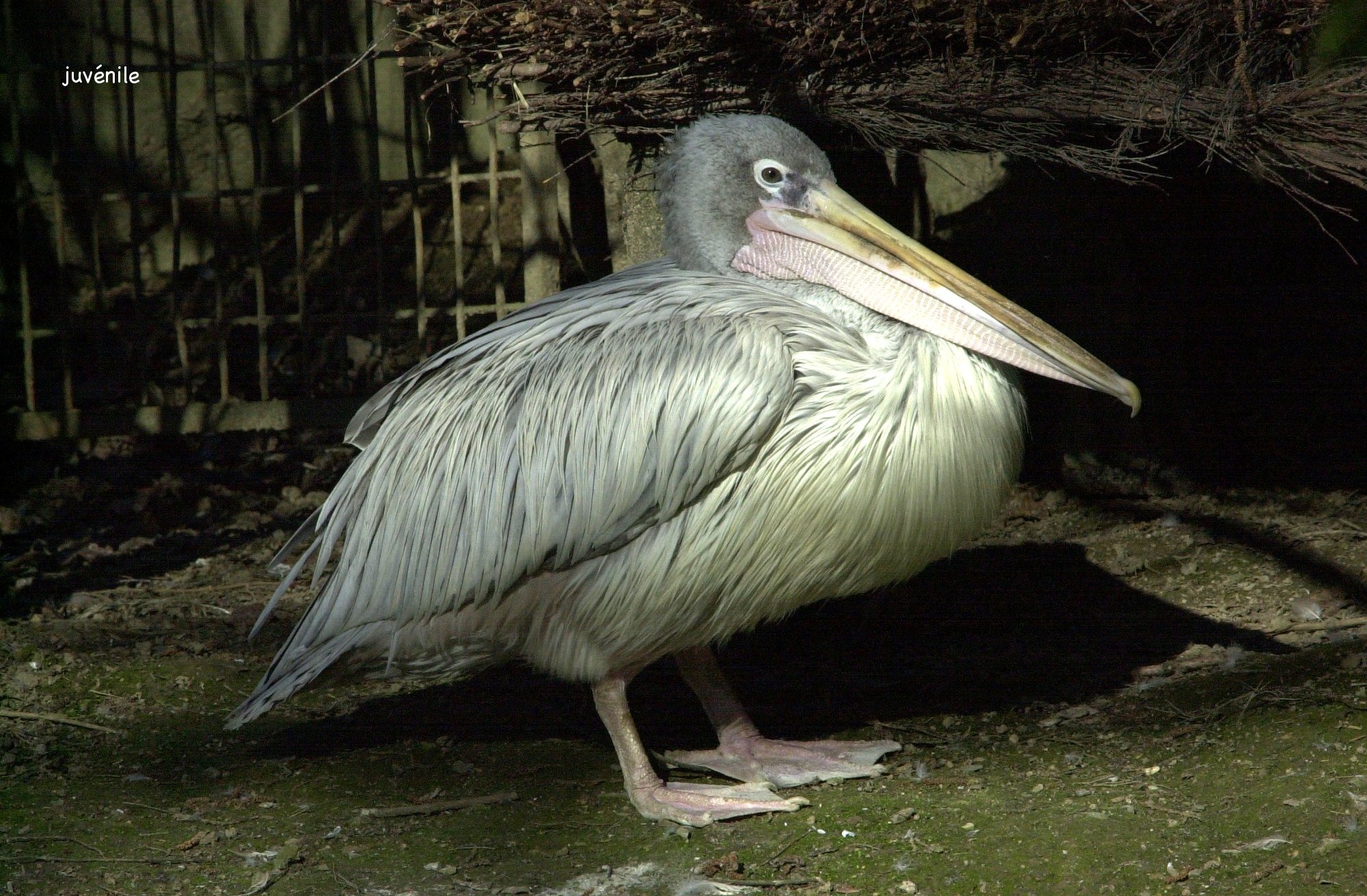 pelican_frise_-_pelecanus_crispus1md
