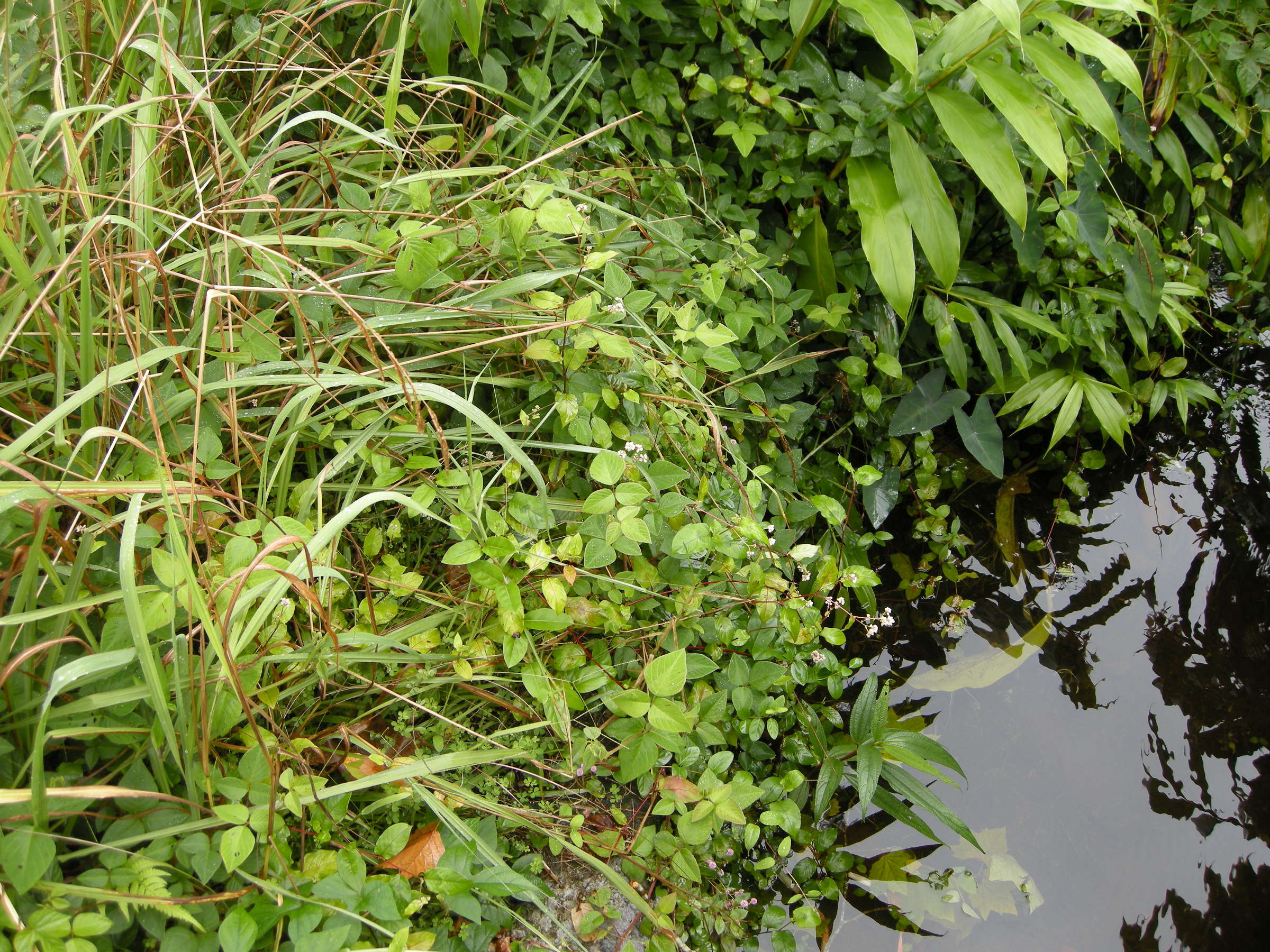 persicaria_chinensis1md