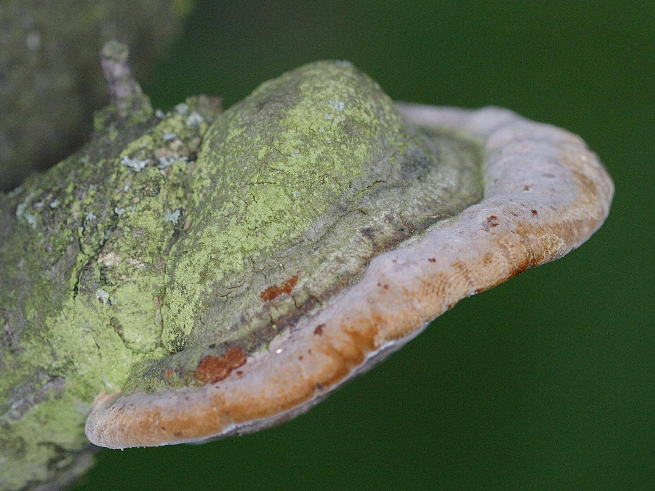 phellinus_tuberculosus1md