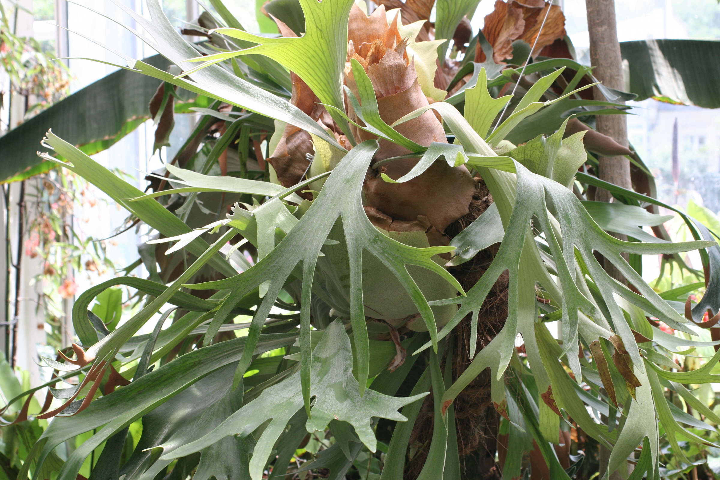 platycerium_willinckii1md