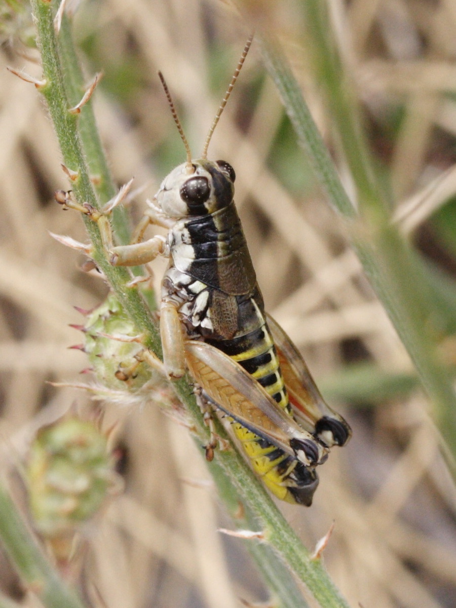 podisma_pedestris5md