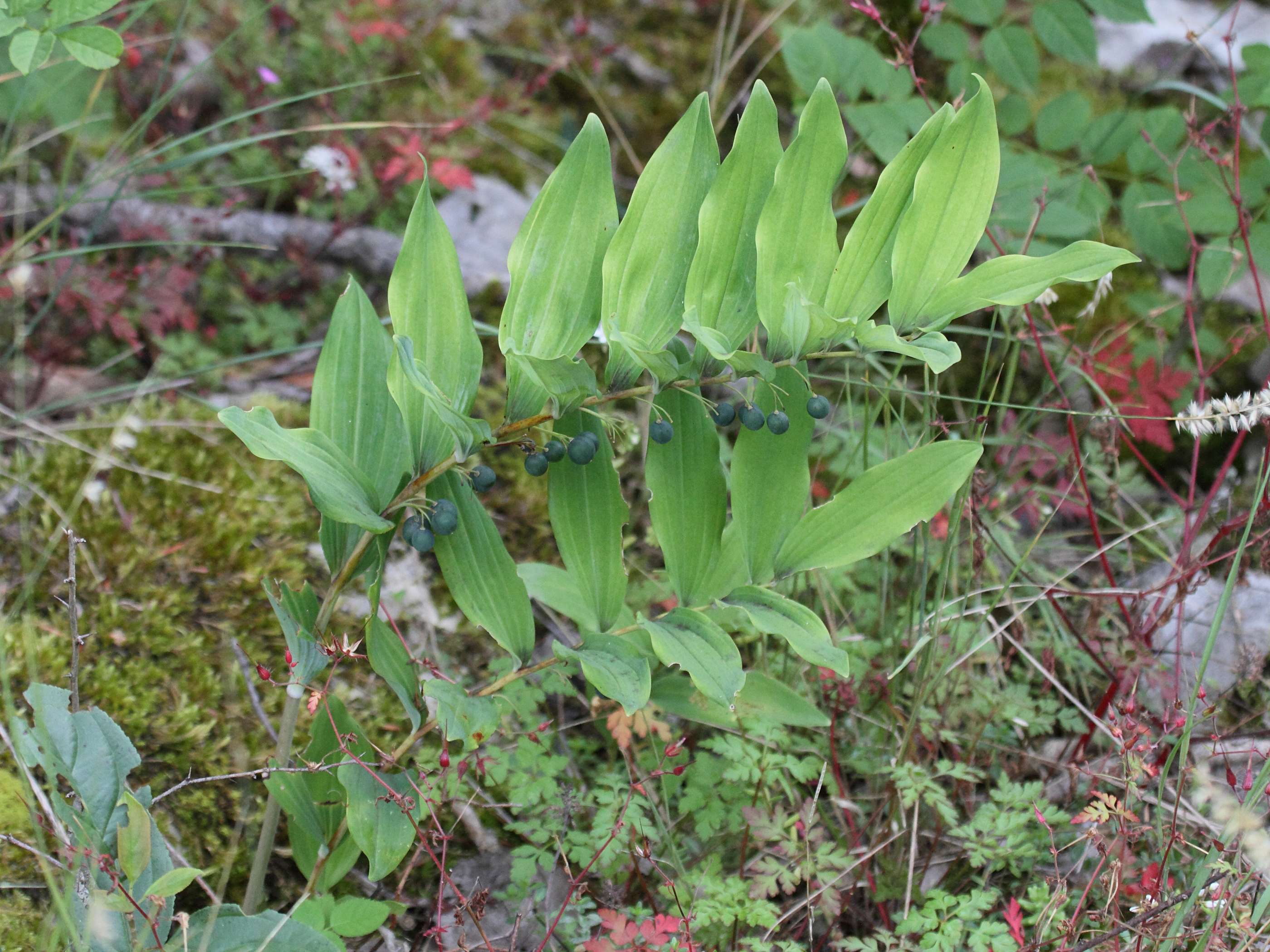 polygonatum_multiflorum4bd