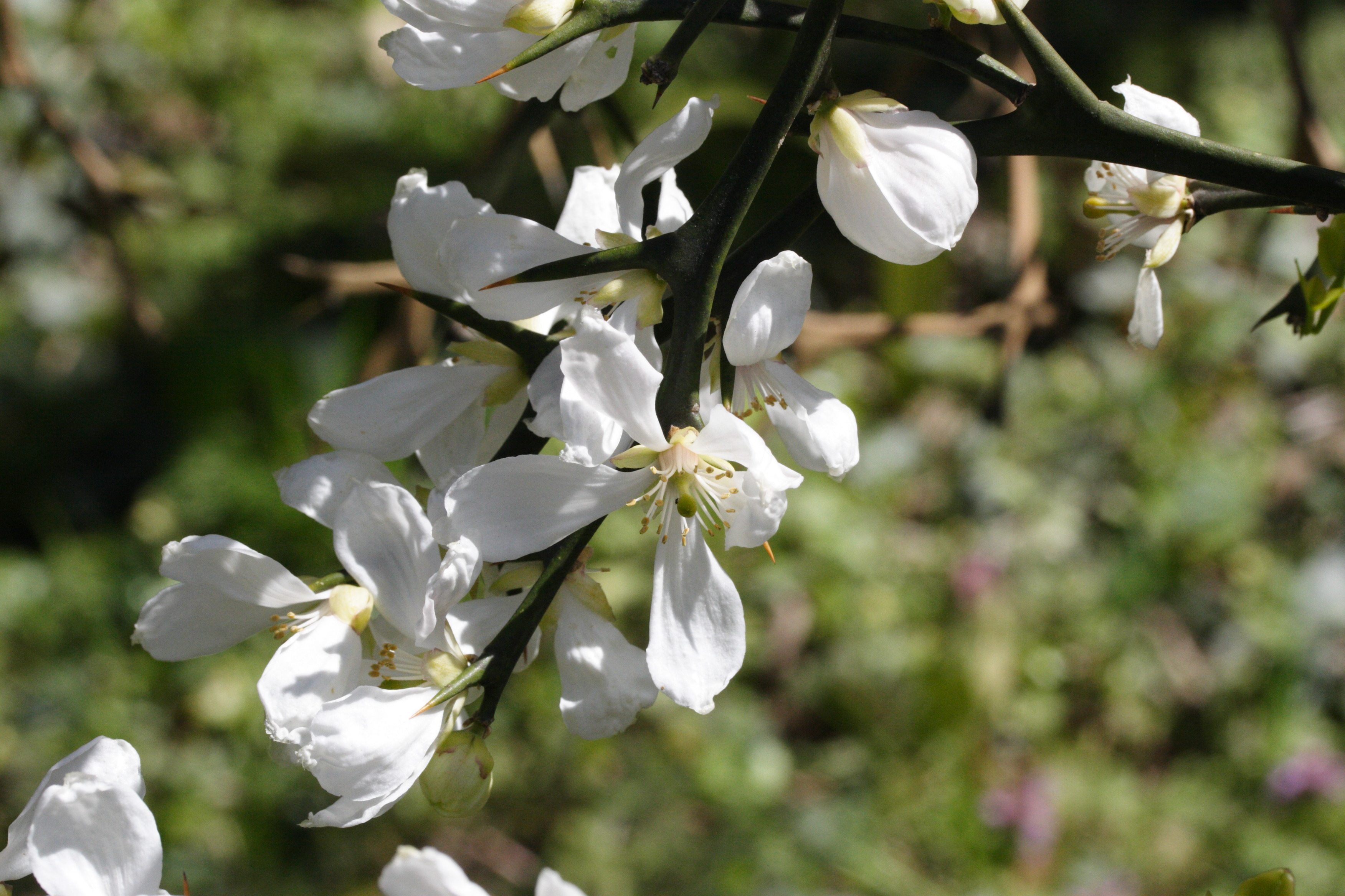 Afficher le média poncirus_trifoliata6md poncirus_trifoliata6md