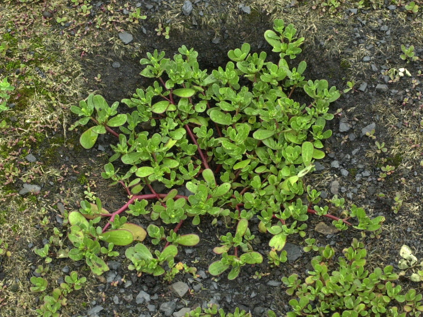 portulaca_oleracea2md