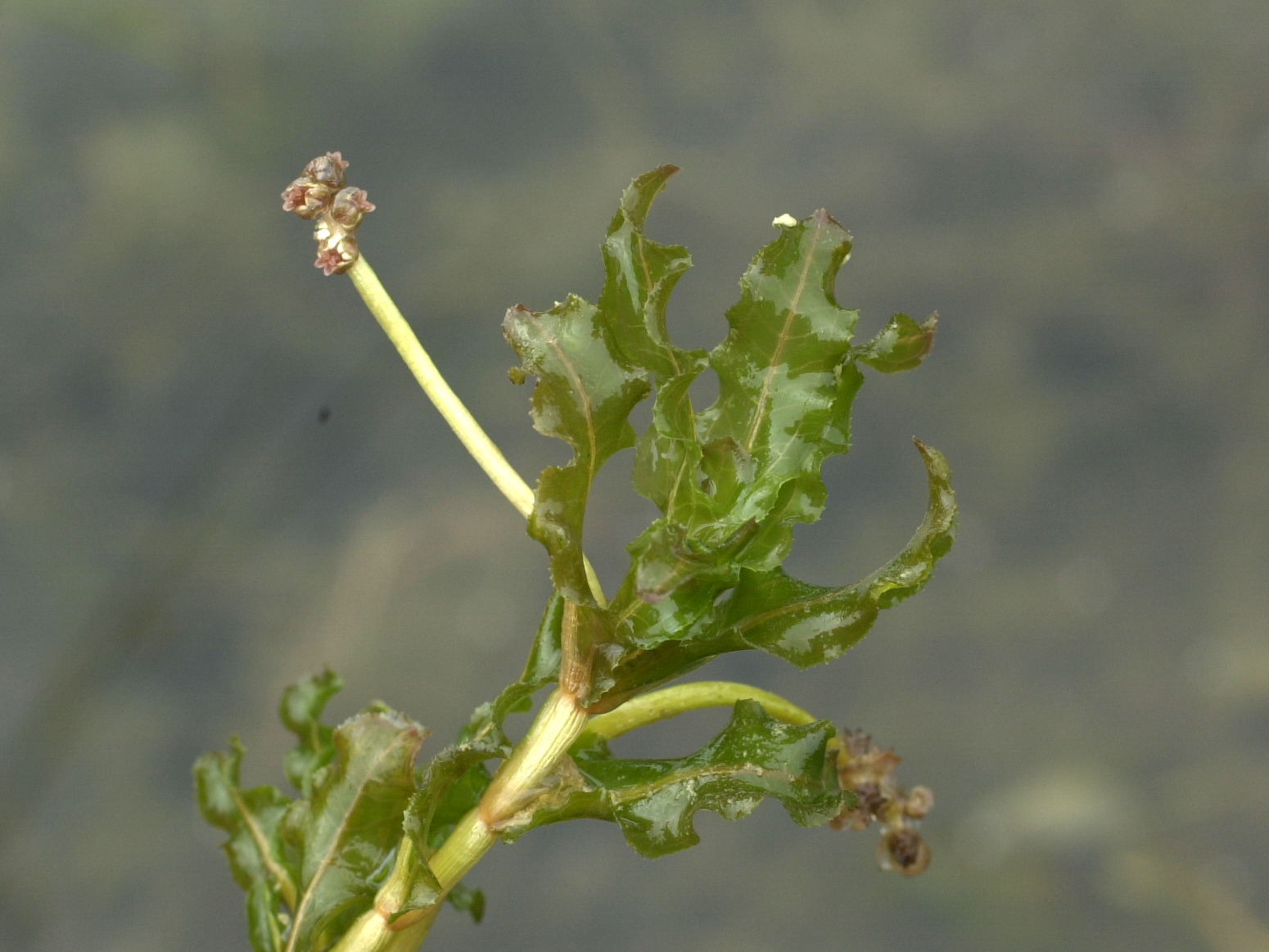 potamogeton_crispus2md