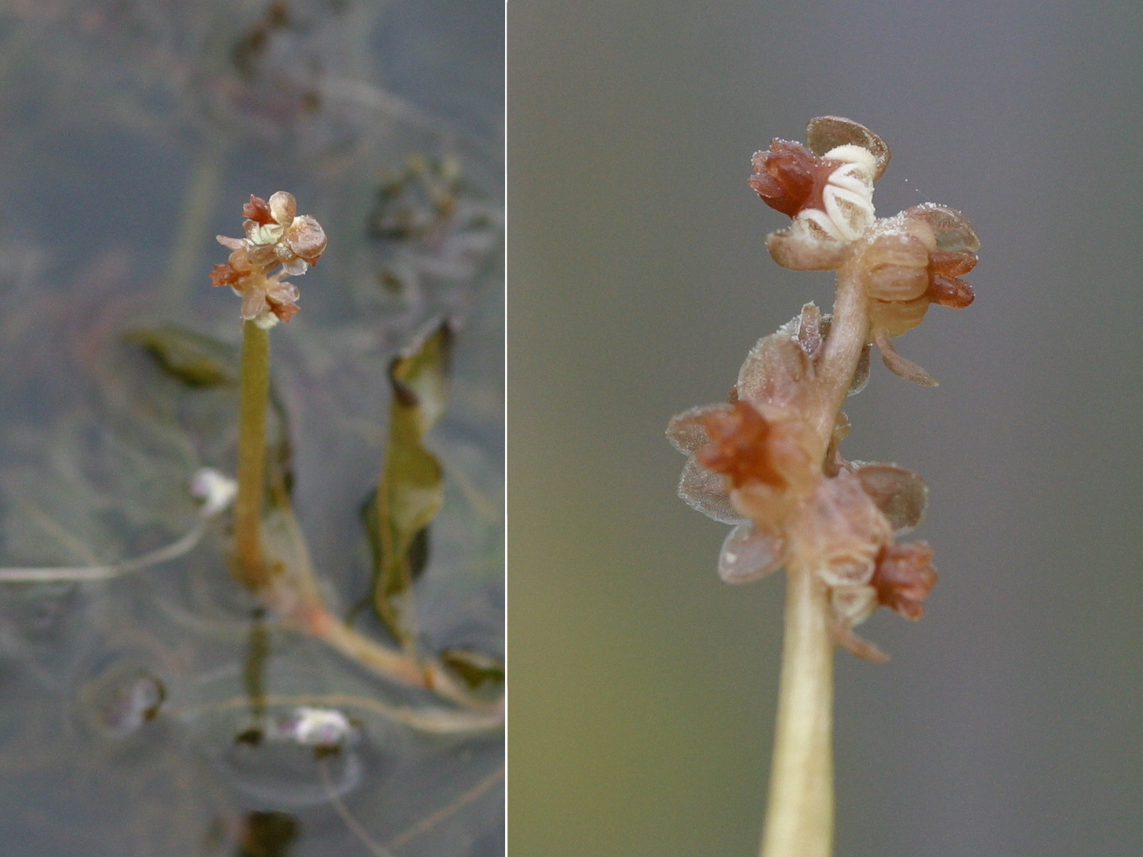 potamogeton_crispus5bd