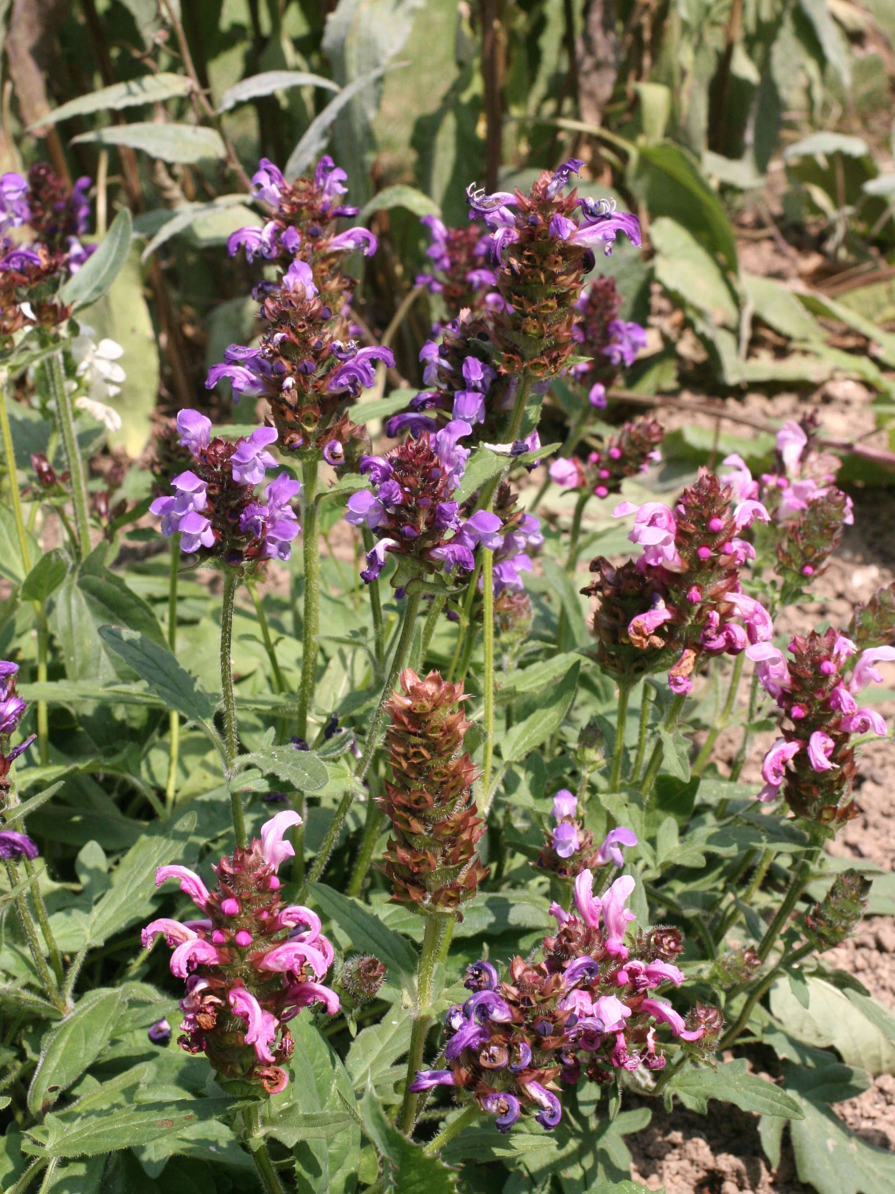 Afficher le média prunella_grandiflora1md prunella_grandiflora1md
