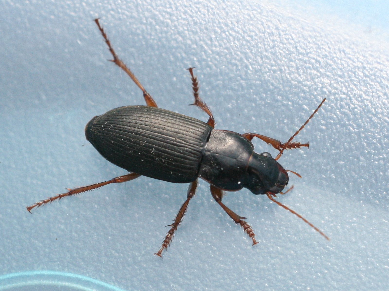 pseudophonus_rufipes1md