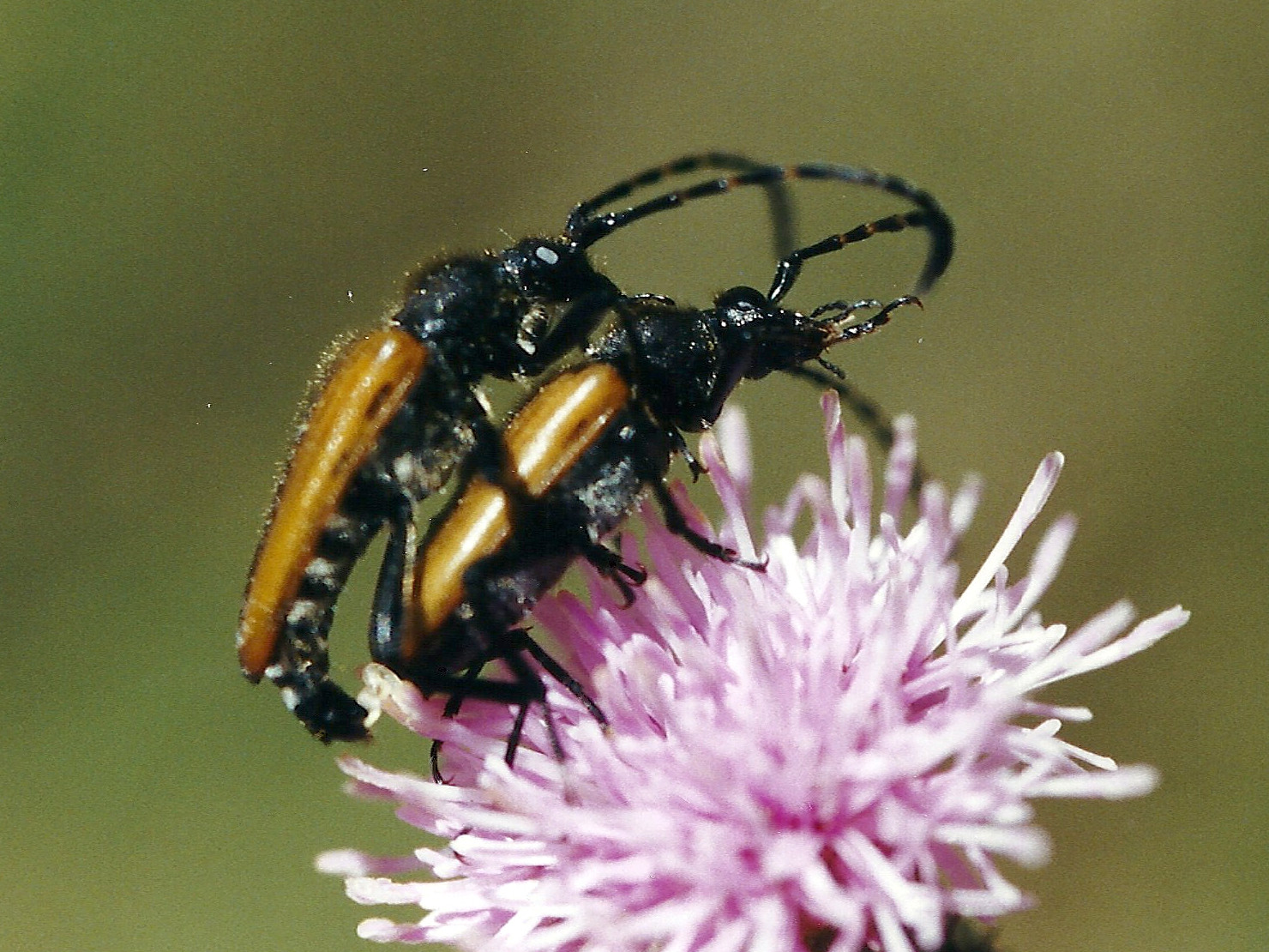 pseudovadonia_livida2md