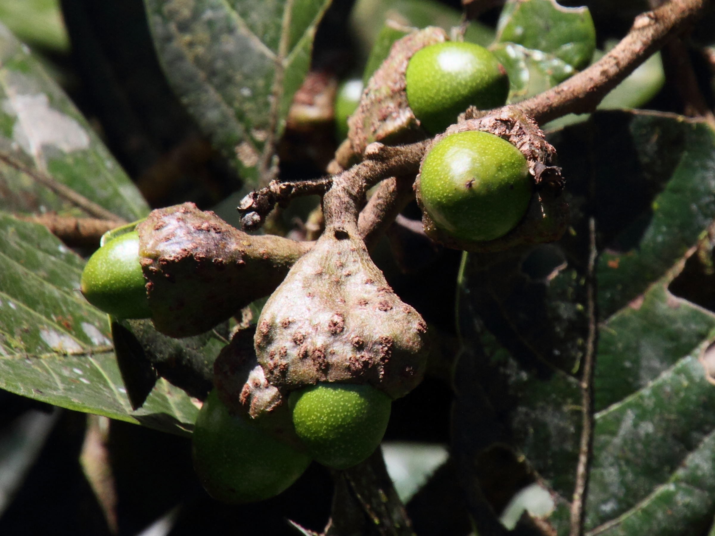 quercus_bumelioides3md