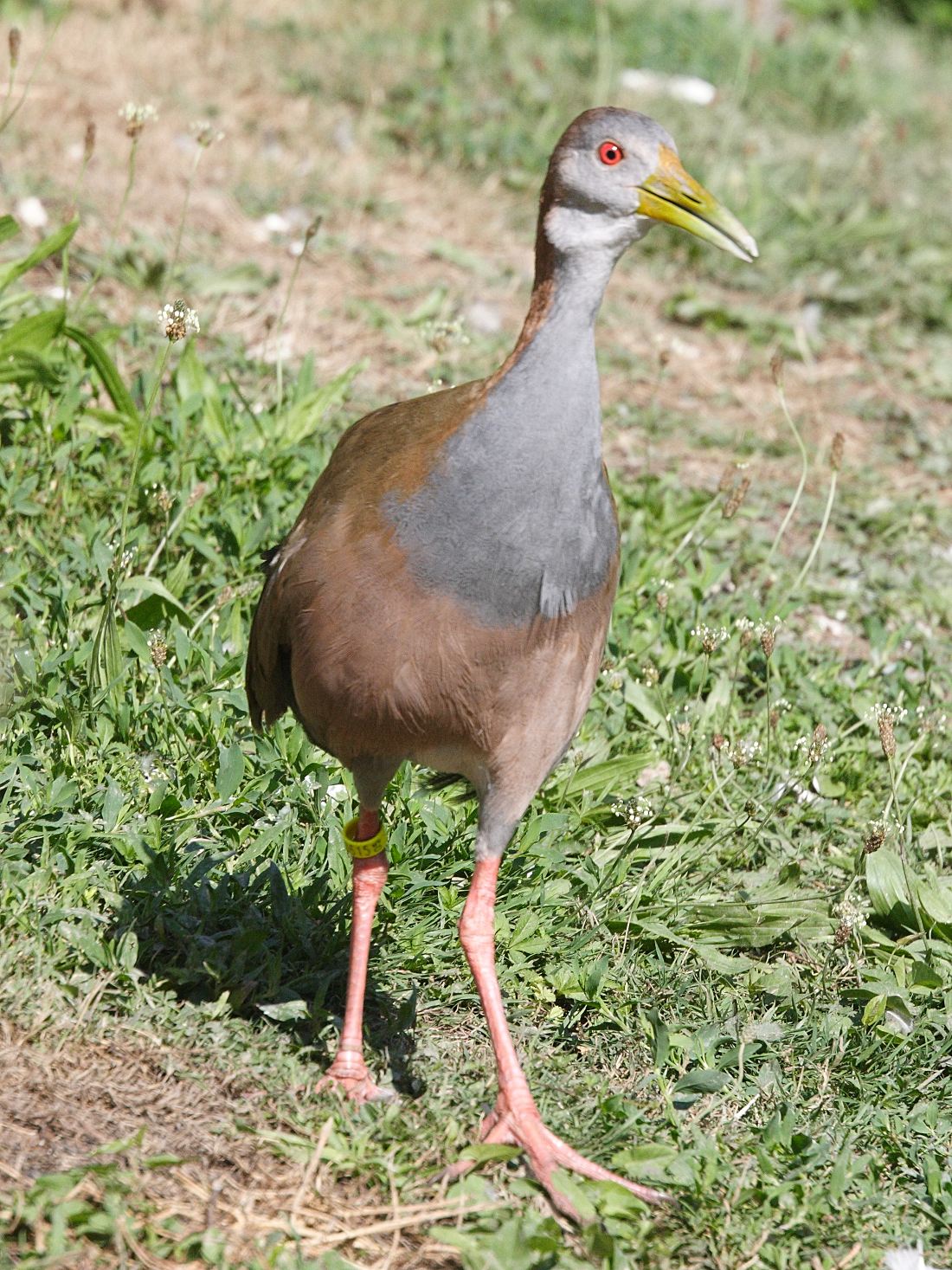 rale_ypecaha_-_aramides_ypecaha4md