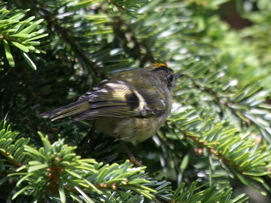 roitelet_huppe_-_regulus_regulus1bd