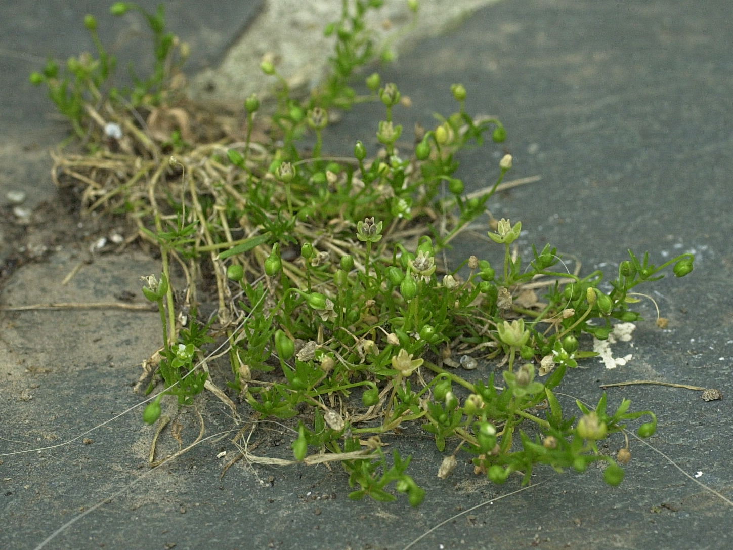 Afficher le média sagina_apetala1md sagina_apetala1md