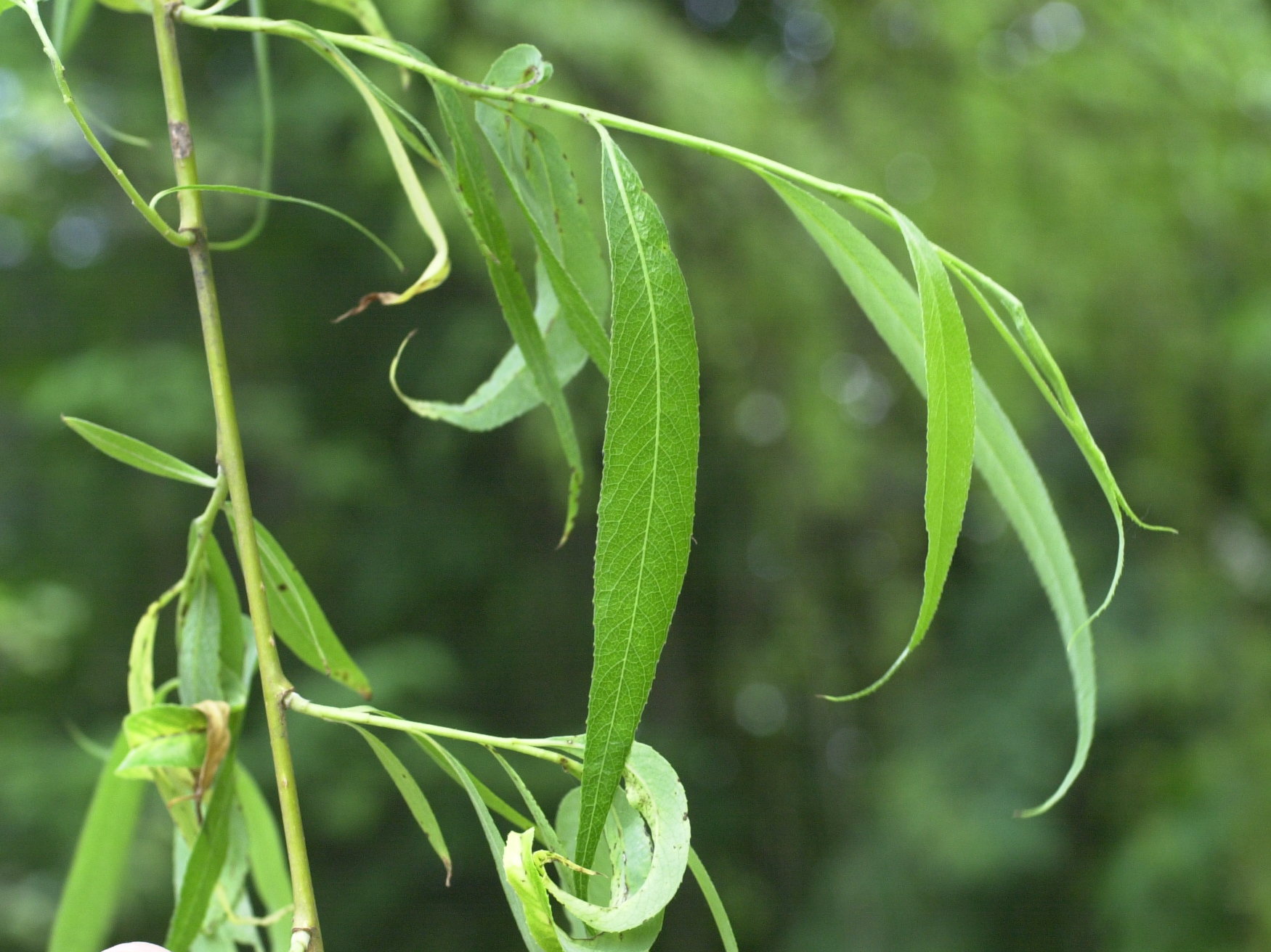 Afficher le média salix_babylonica3md salix_babylonica3md