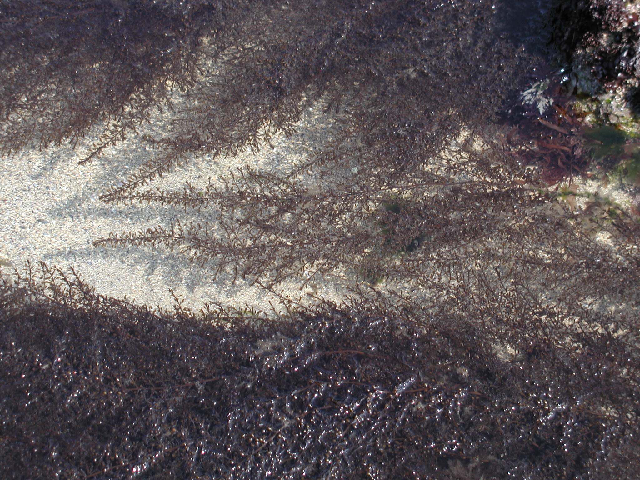Afficher le média sargassum_muticum1md sargassum_muticum1md