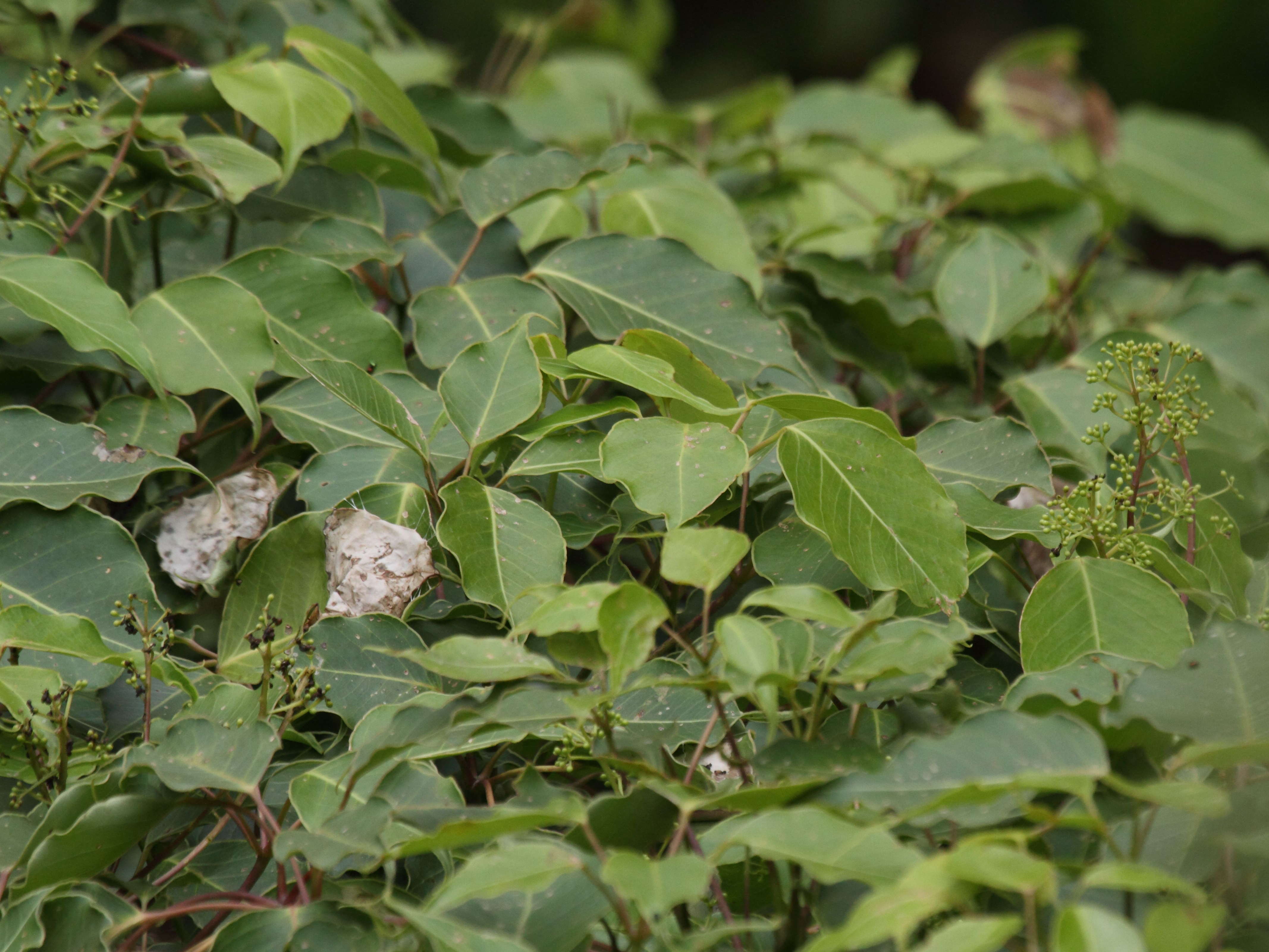 schefflera_attenuata2bd