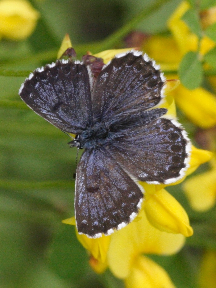 scolitantides_orion4md