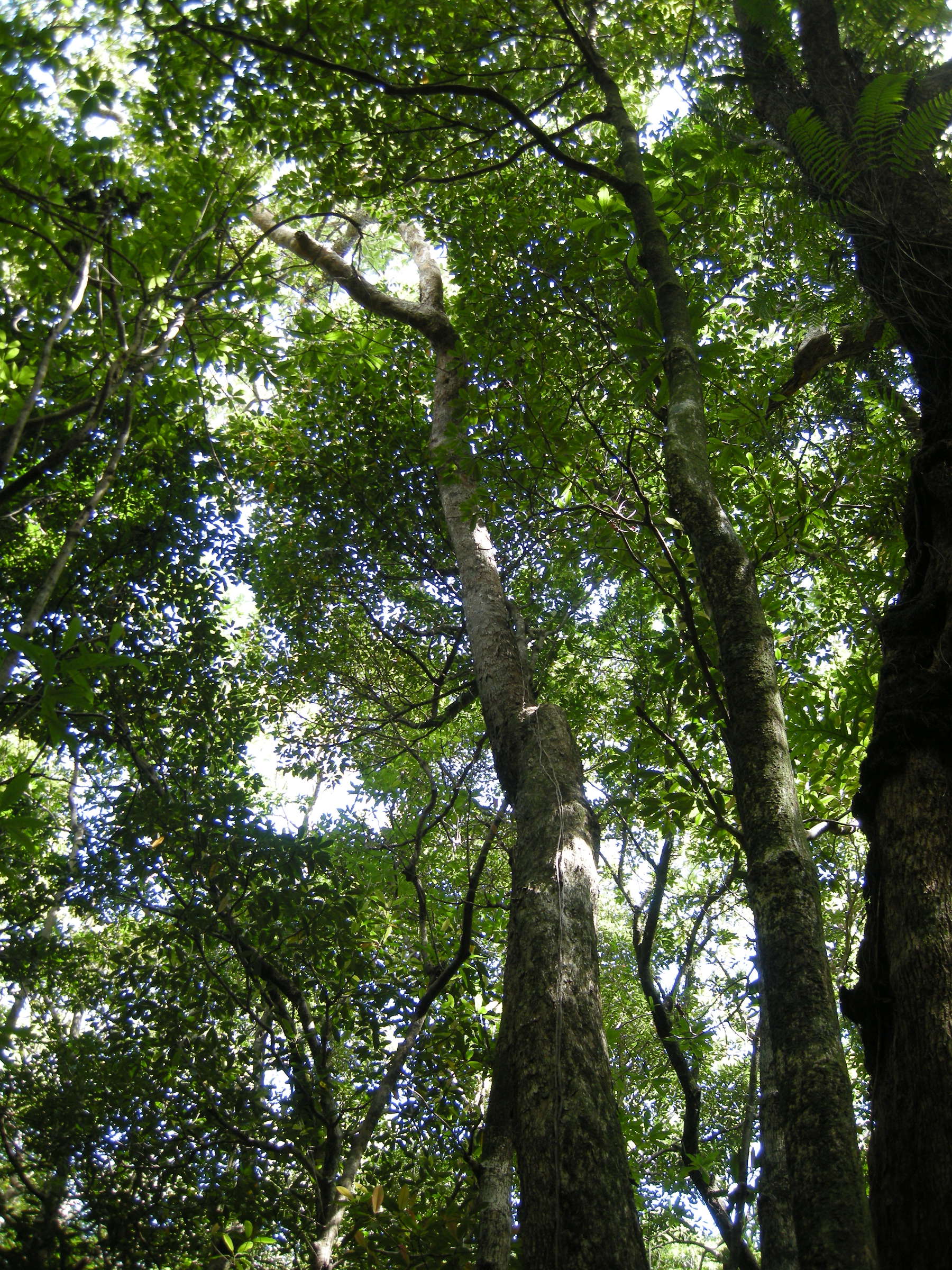 sideroxylon_borbonicum2md